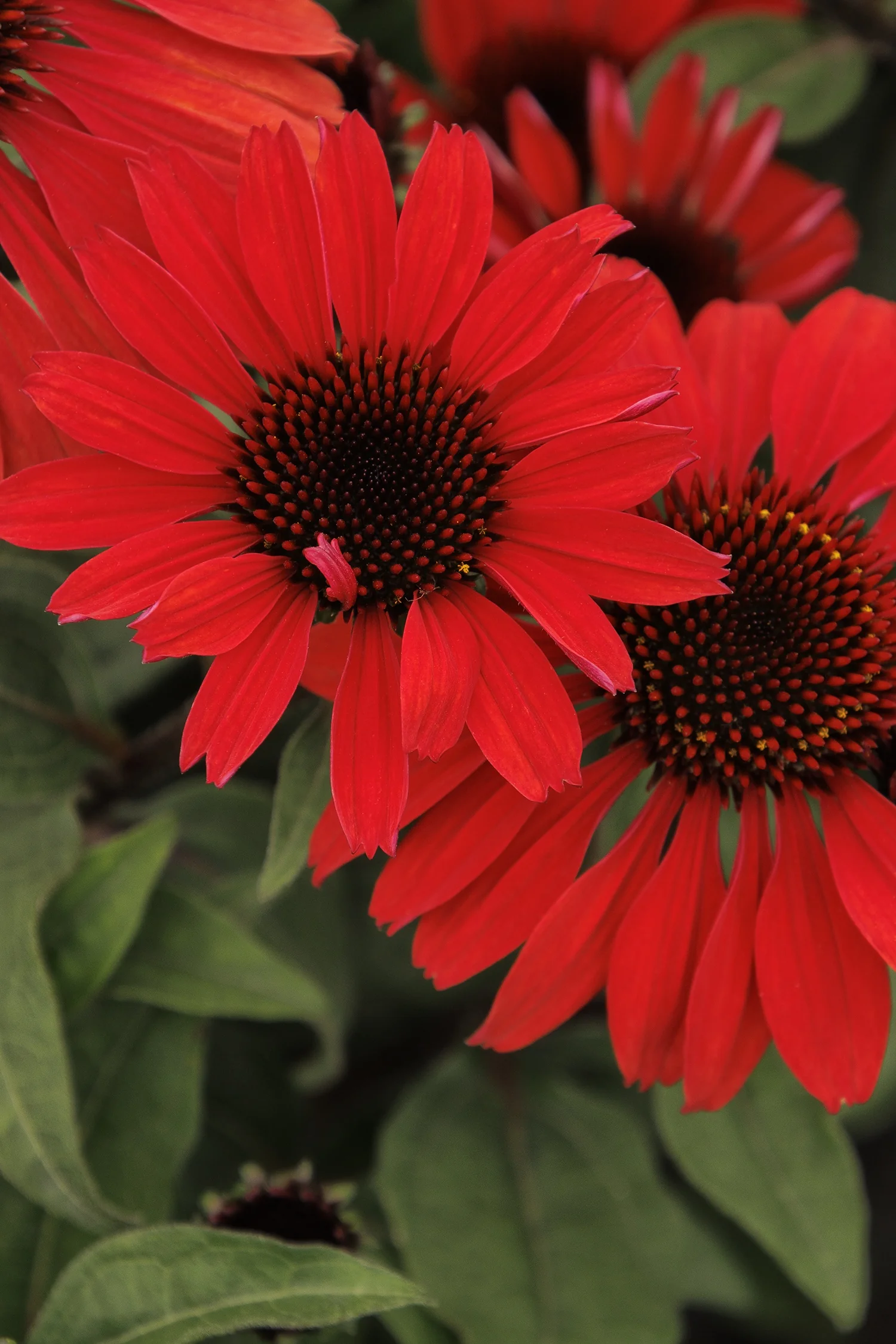 Panama™ Red Coneflower 8 Panama™ Red Coneflower