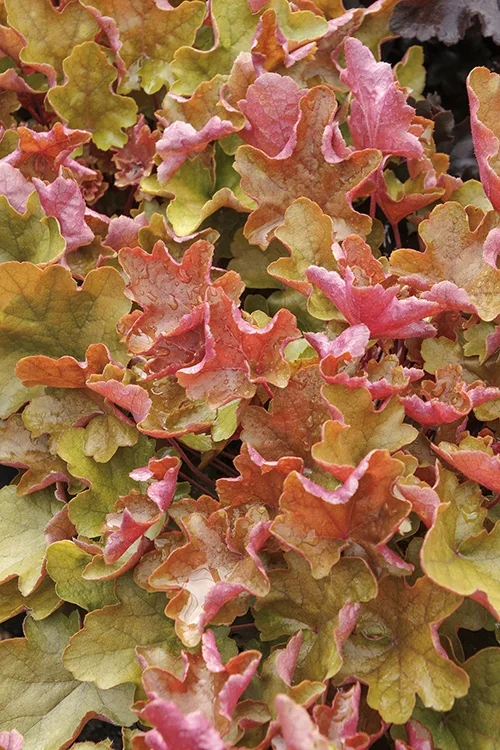 Sienna Sunrise® Heuchera