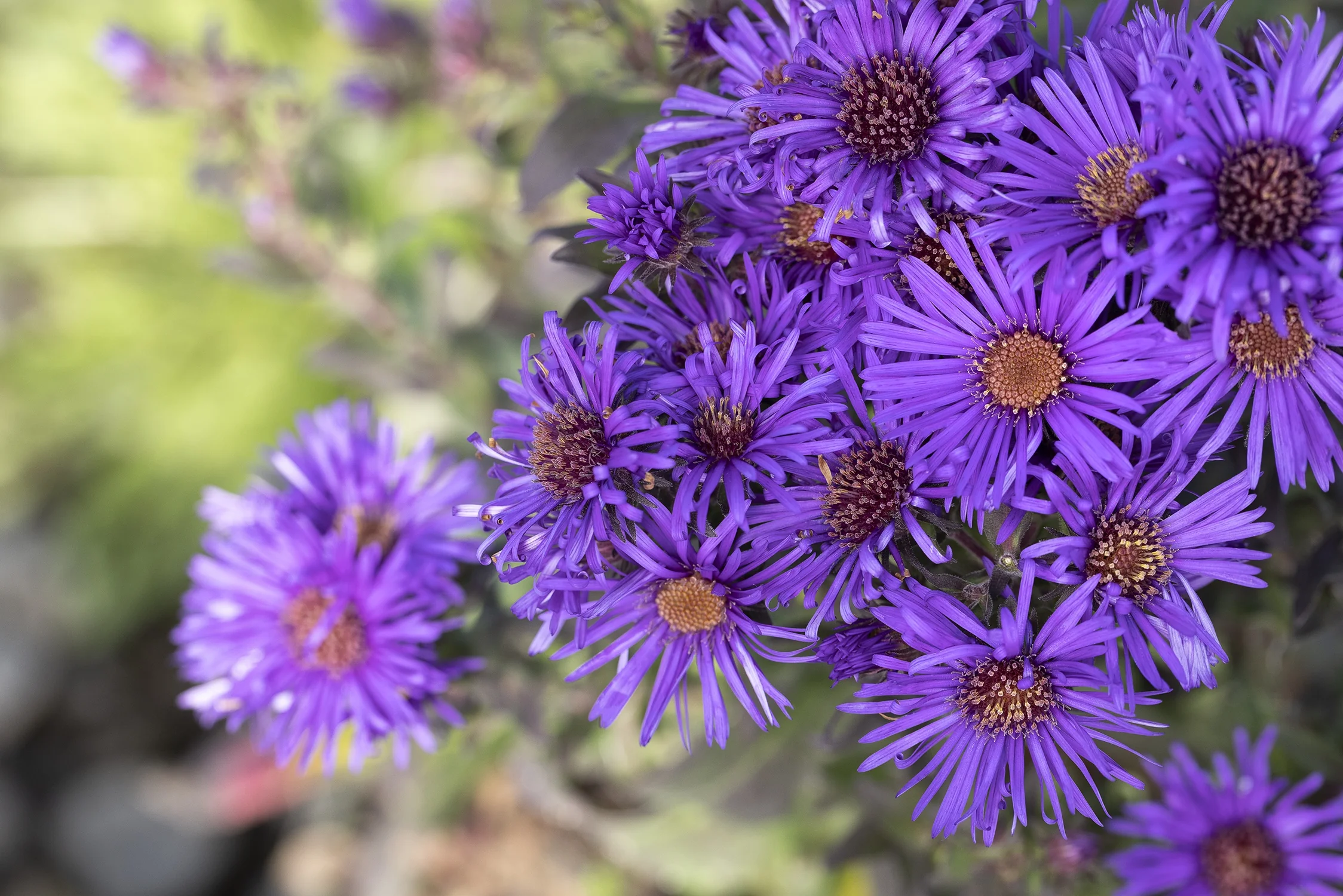 Grape Crush New England Aster 7 Grape Crush New England Aster