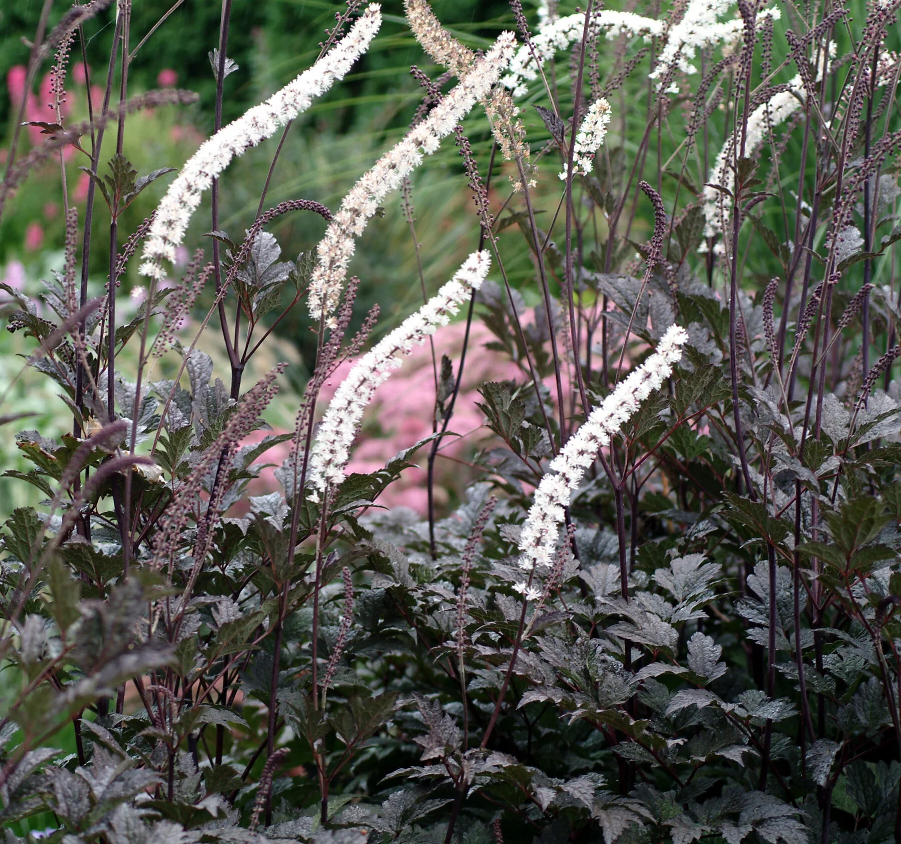 Black Negligee Snakeroot