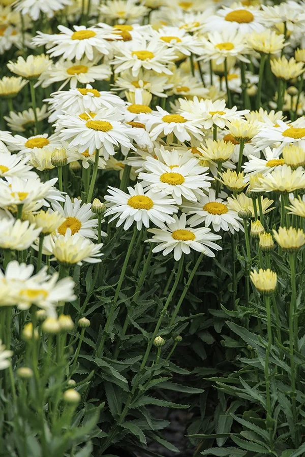 Western Star™ Gemini Shasta Daisy 2 Western Star™ Gemini Shasta Daisy