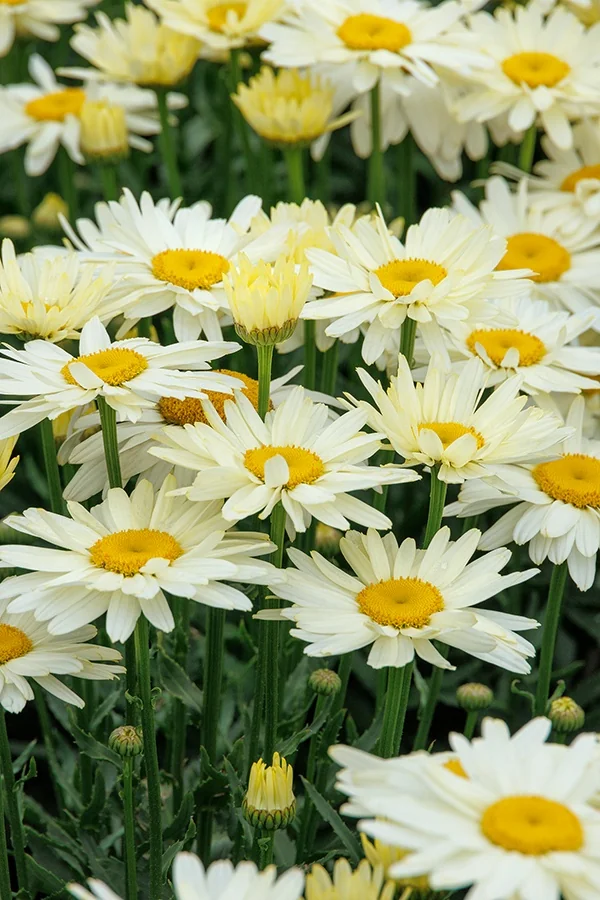 Western Star™ Gemini Shasta Daisy 3 Western Star™ Gemini Shasta Daisy