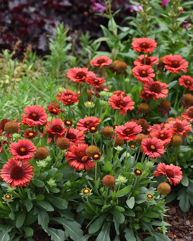 SpinTop® Red Blanket Flower 5 SpinTop® Red Blanket Flower