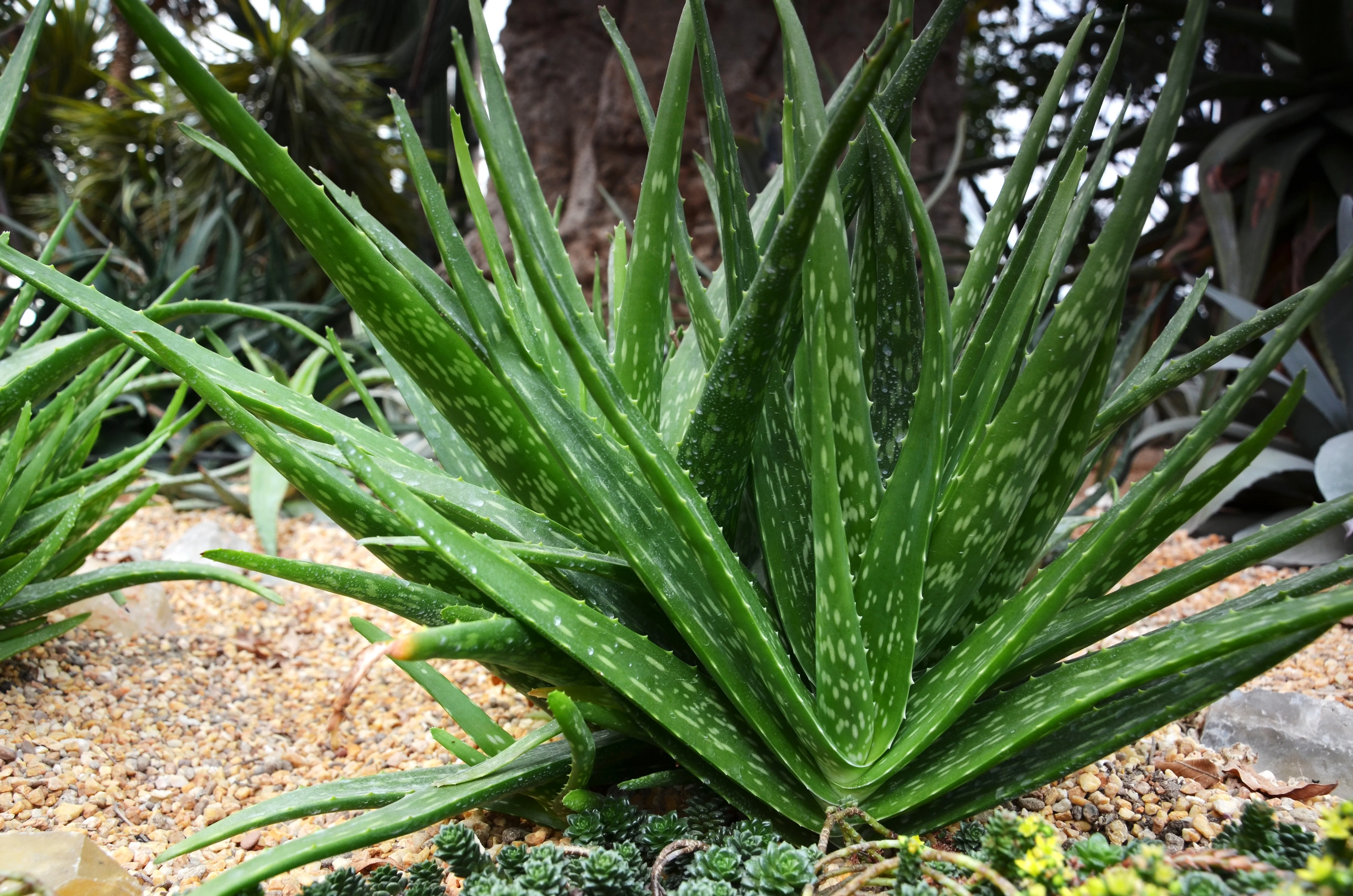 Medivera® Tropical Aloe Vera 2 Medivera® Tropical Aloe Vera