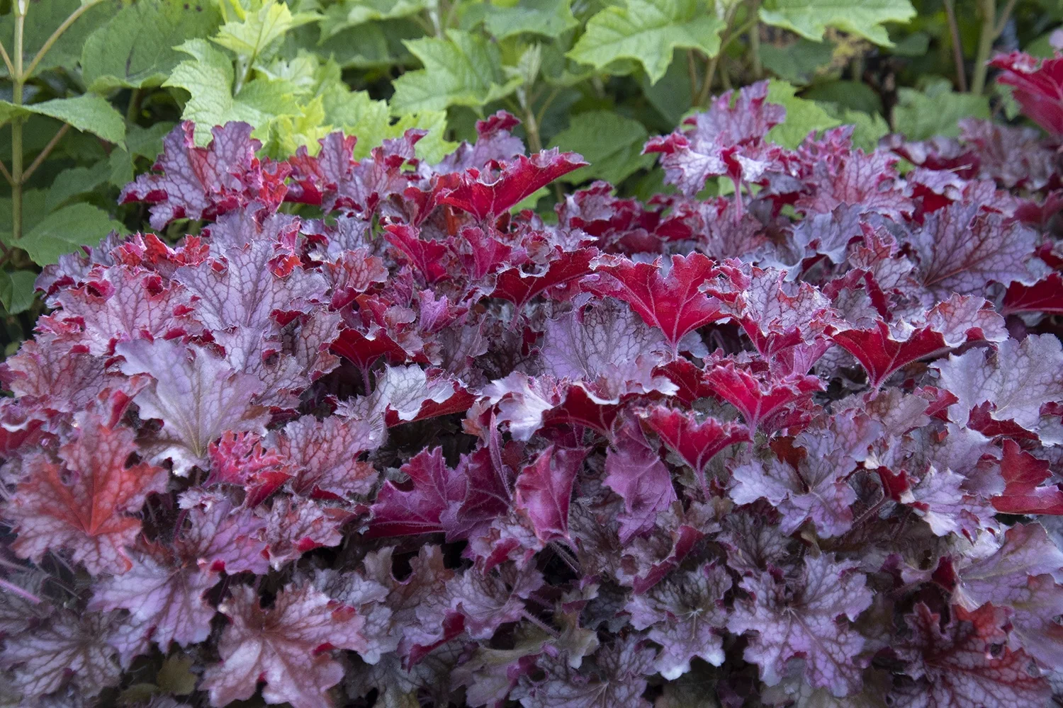 Ruby Tuesday Heuchera 6 Ruby Tuesday Heuchera