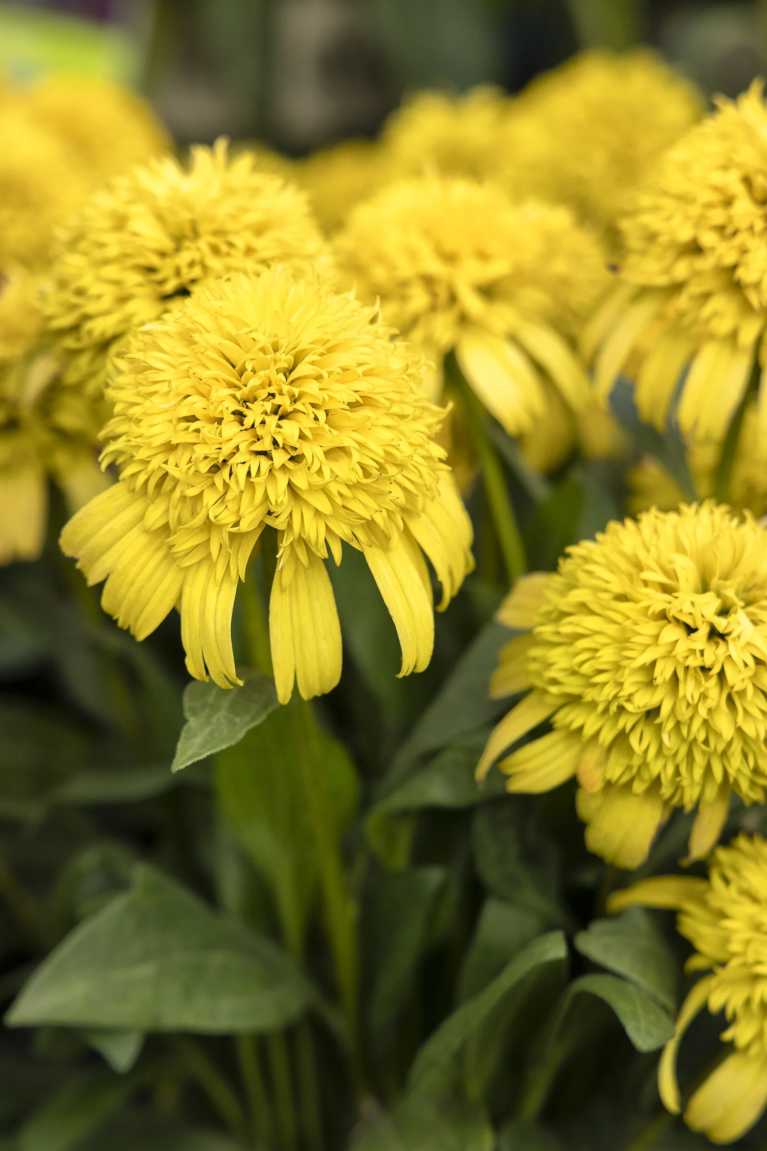 Sunny Days™ Lemon Coneflower