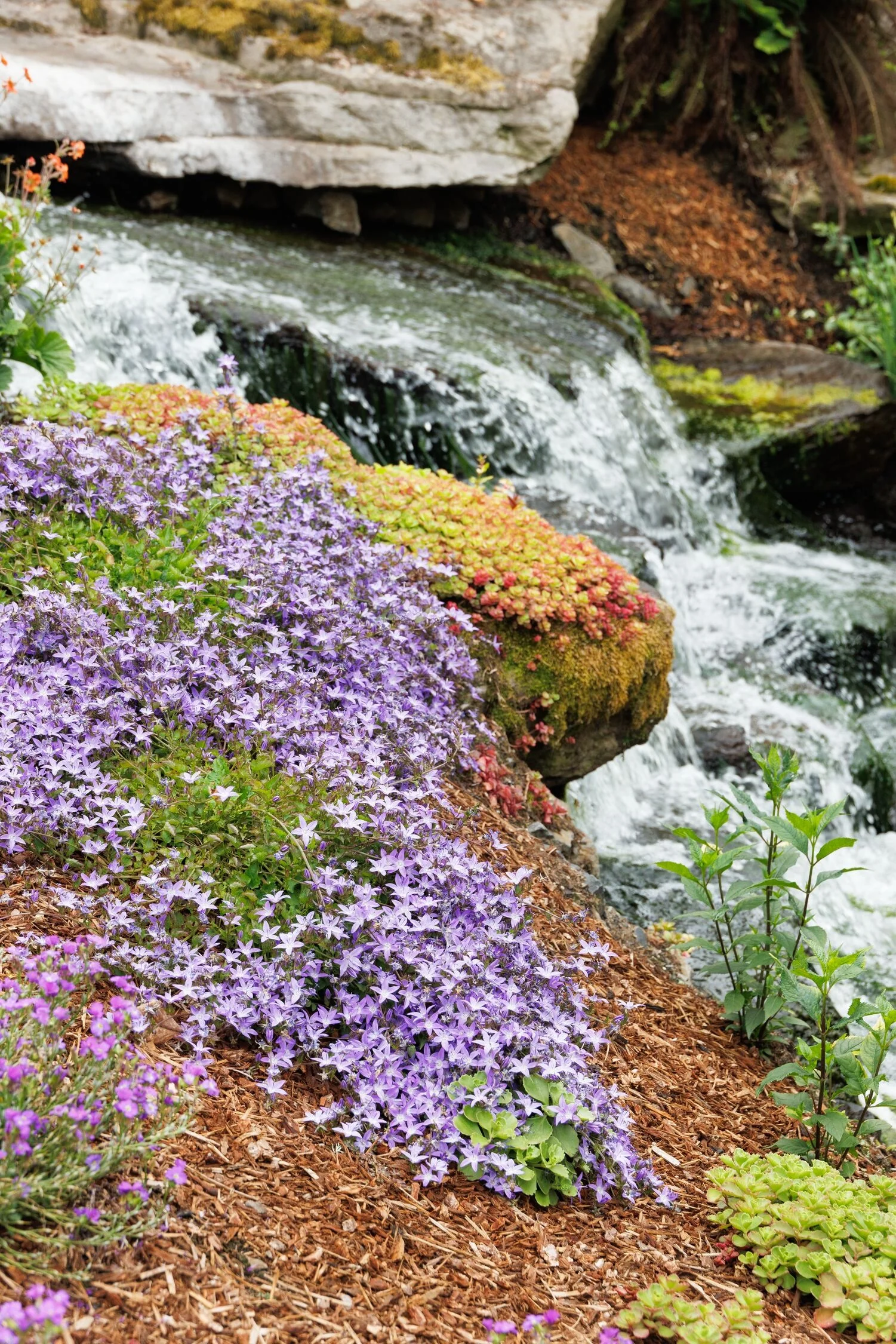 Arctic Falls™ Bellflower 1 Arctic Falls™ Bellflower