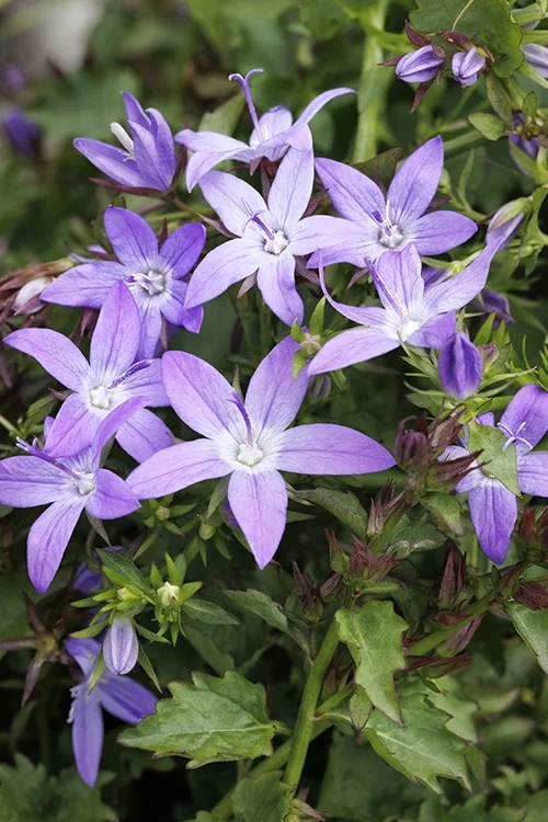 Arctic Falls™ Bellflower 2 Arctic Falls™ Bellflower