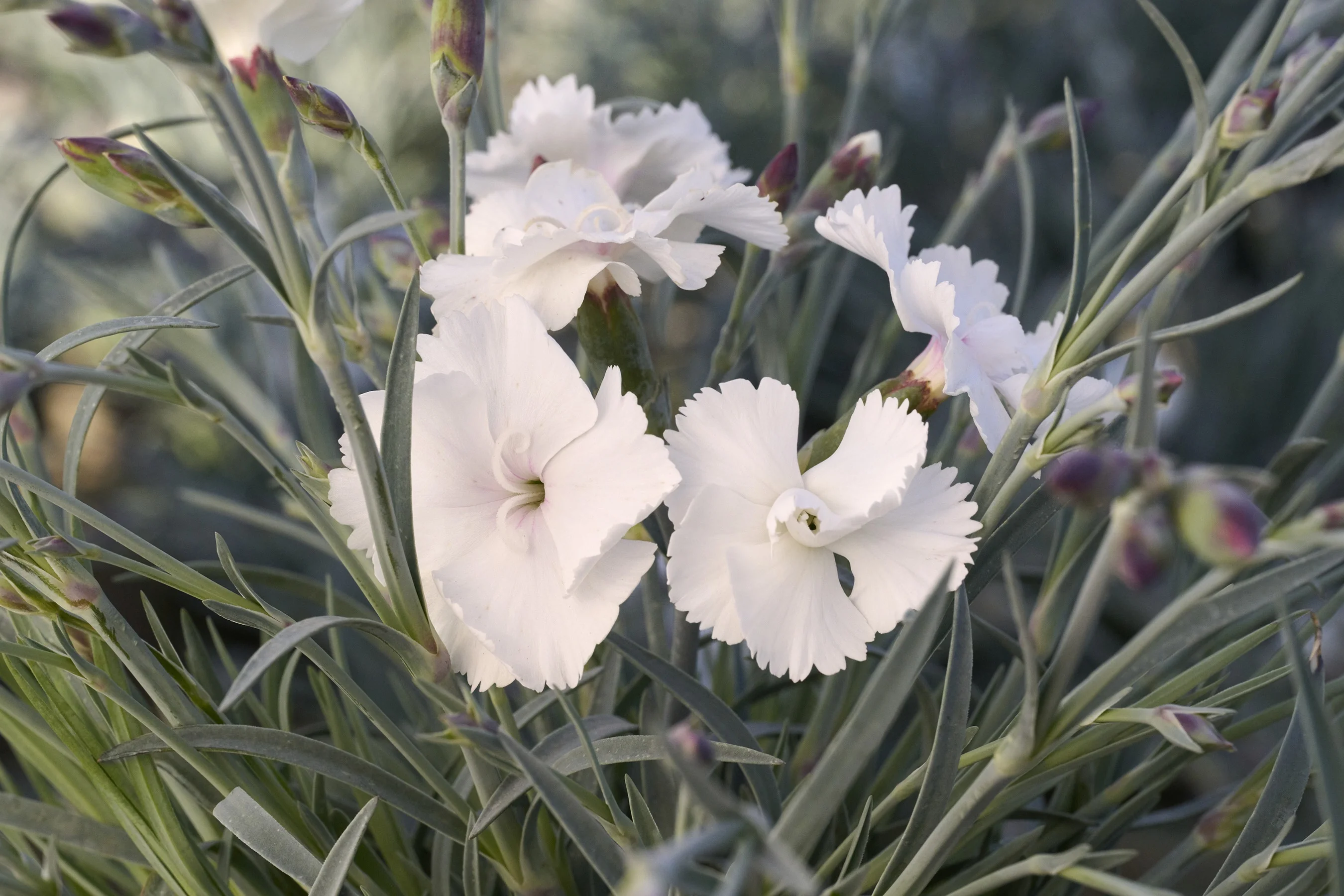 Scent from Heaven™ Angel of Purity Dianthus 4 Scent from Heaven™ Angel of Purity Dianthus