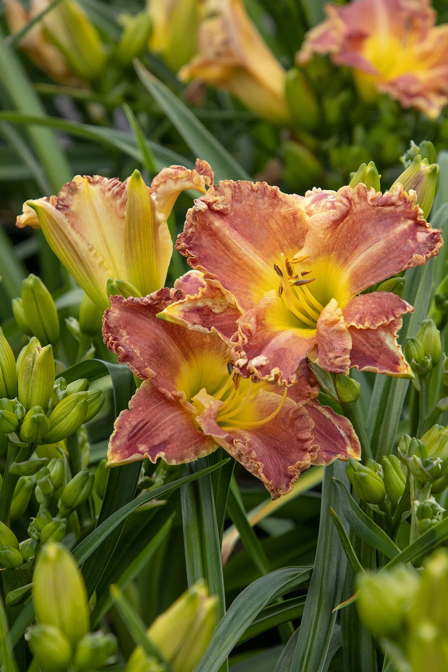 Titan Skye® Daylily 5 Titan Skye® Daylily