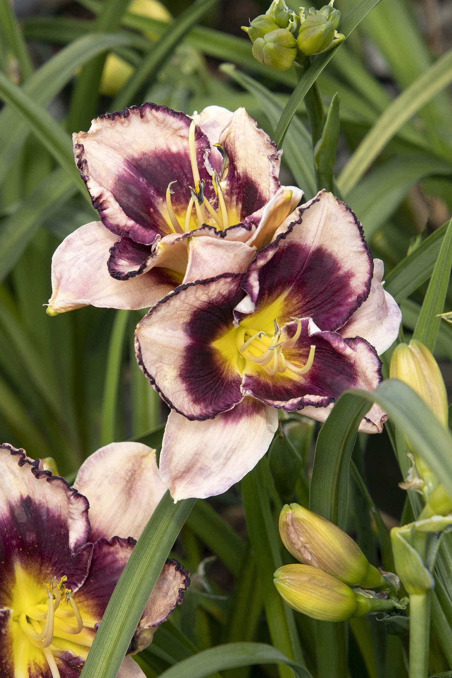Stormy Skye® Daylily 1 Stormy Skye® Daylily