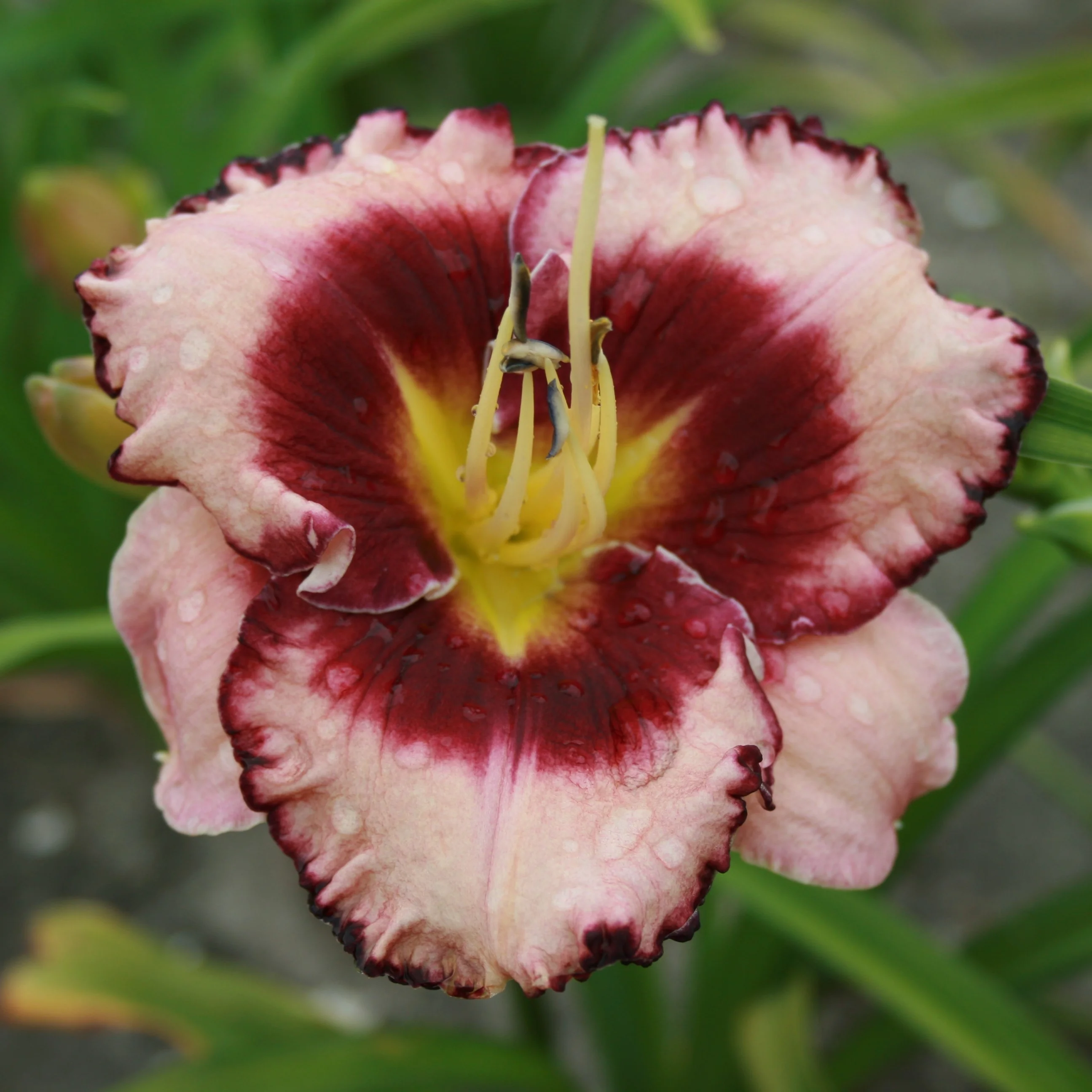 Stormy Skye® Daylily 2 Stormy Skye® Daylily