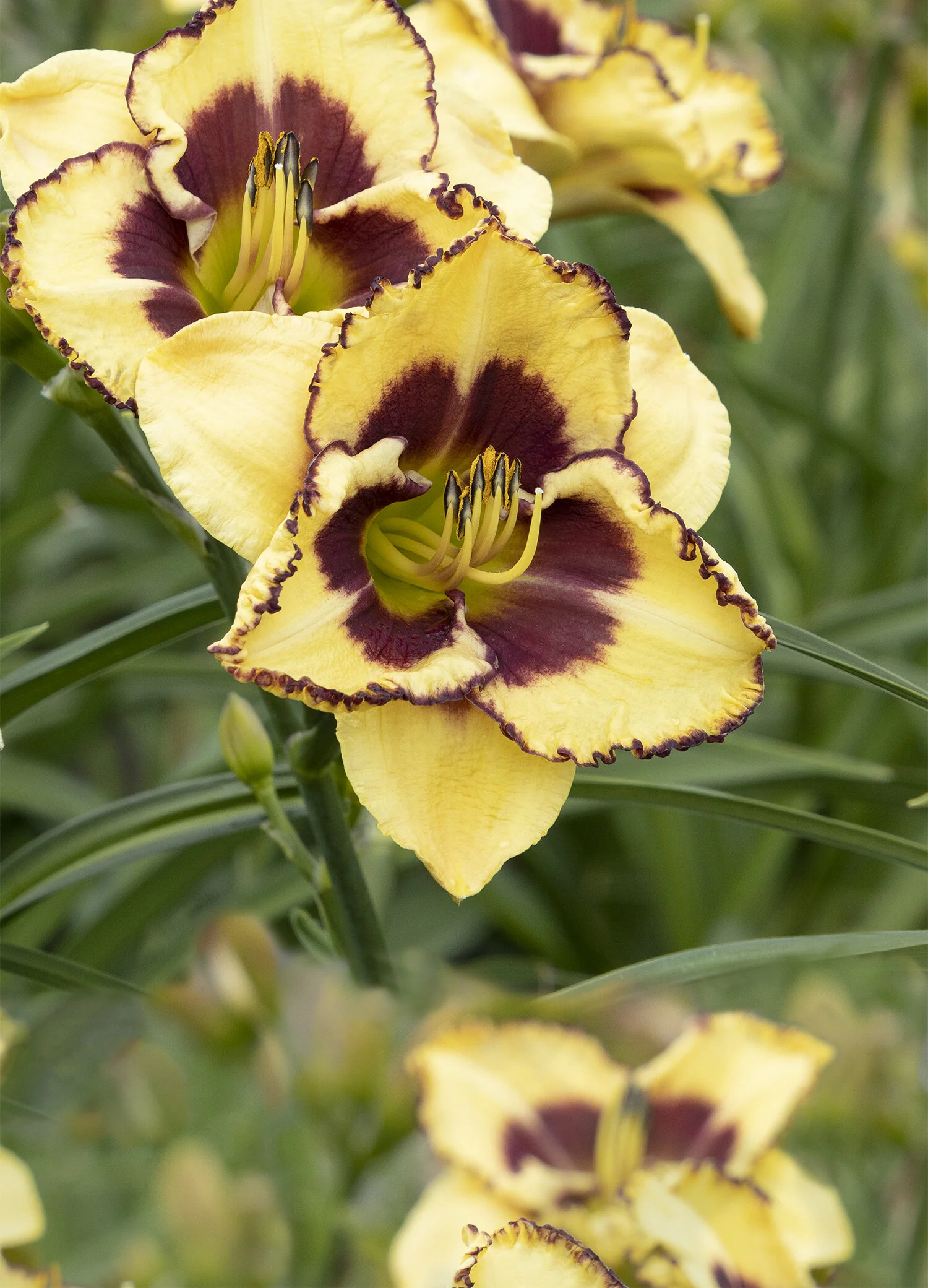 Blazing Skye® Daylily 4 Blazing Skye® Daylily