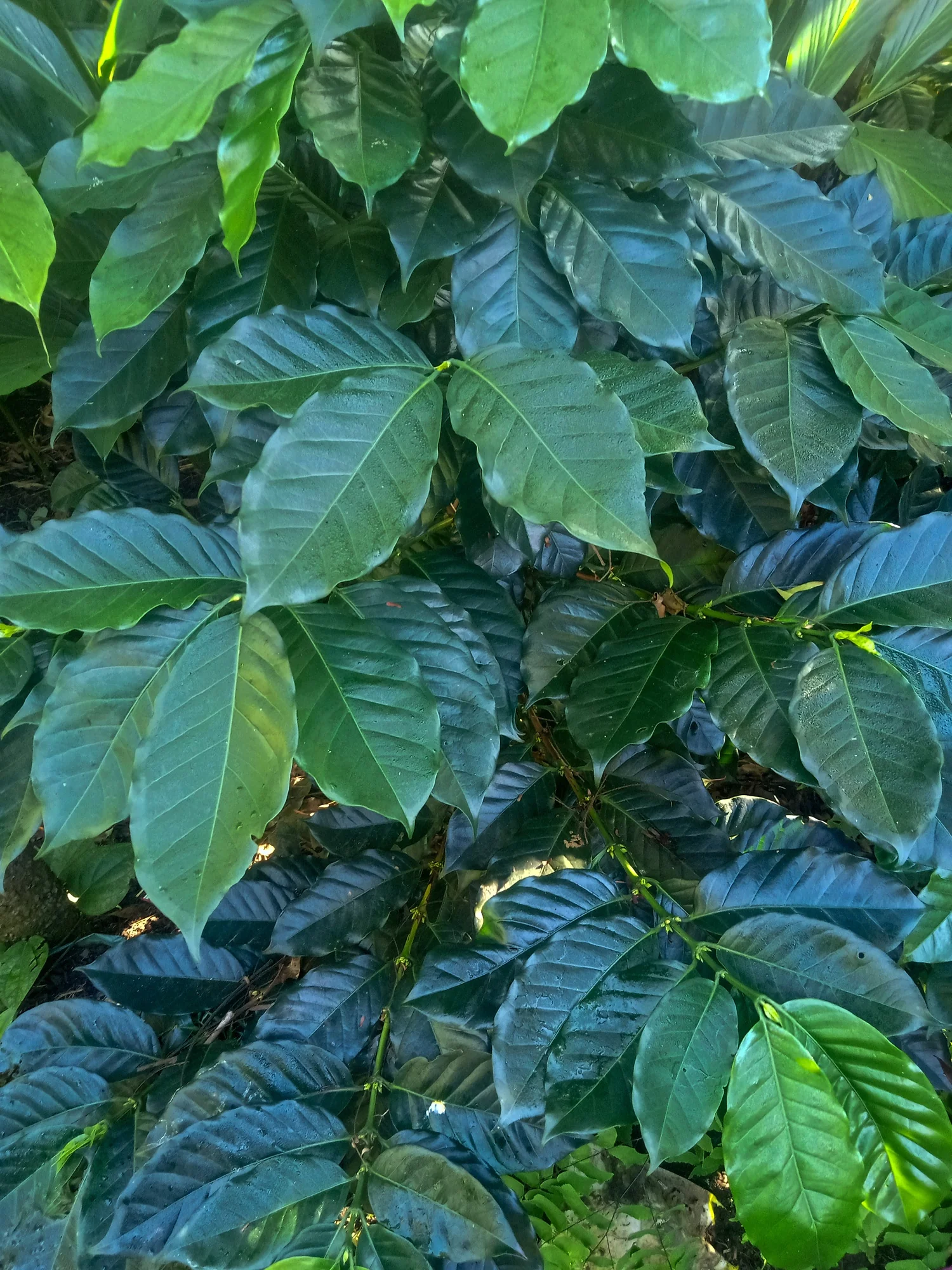 Coffee Plant