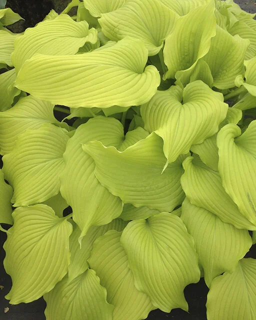 Dancing Queen Hosta
