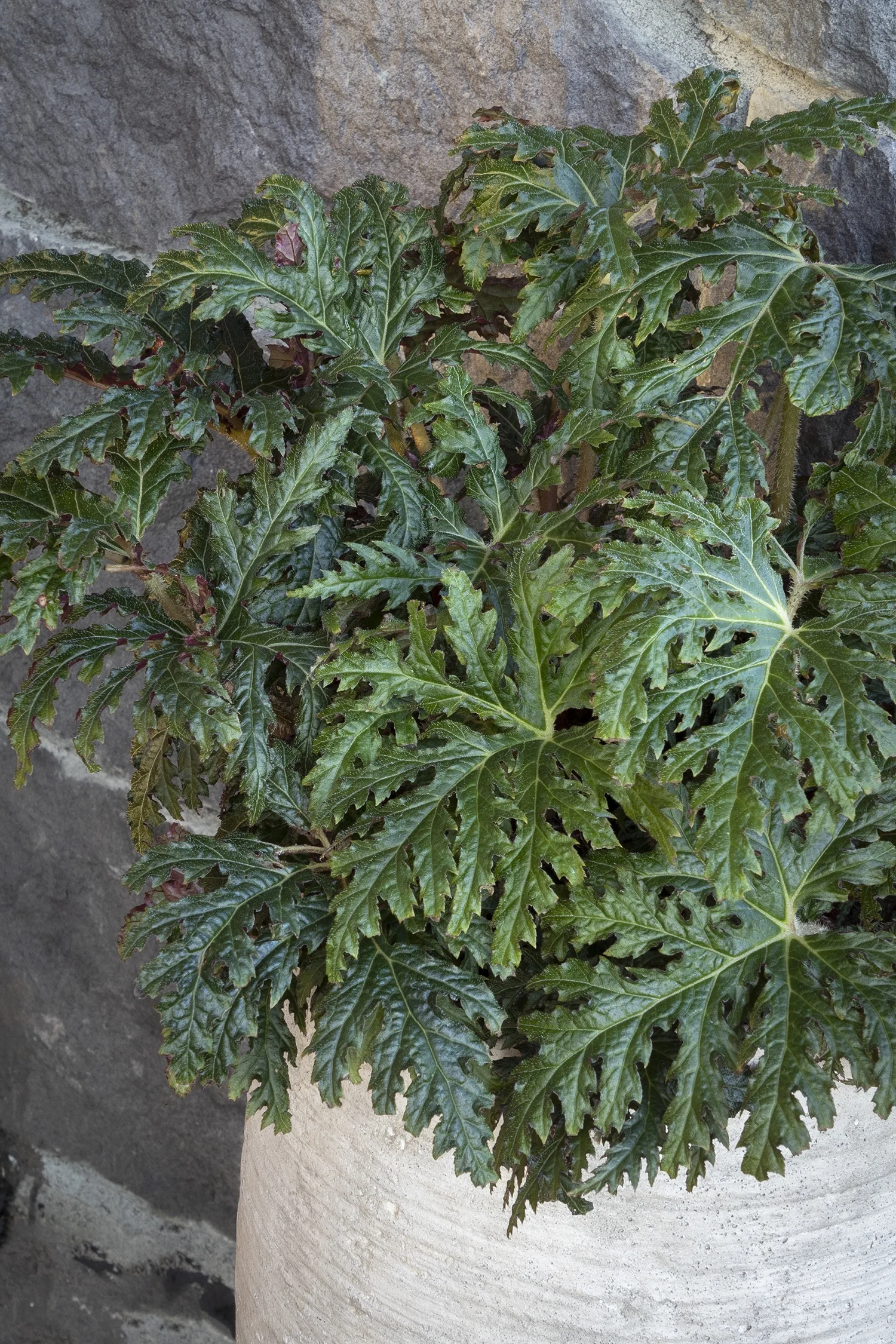 Tectonic® Eruption Begonia