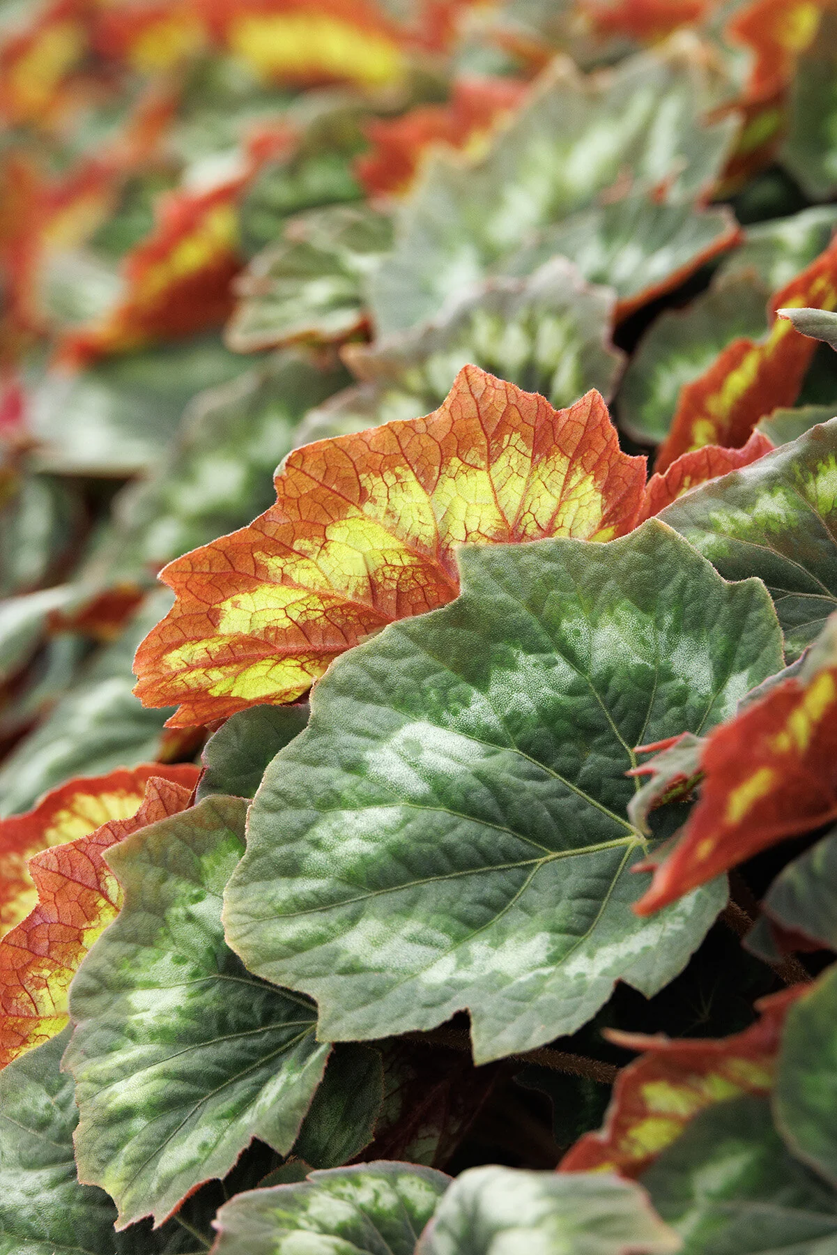 Tectonic® Asteroid Begonia