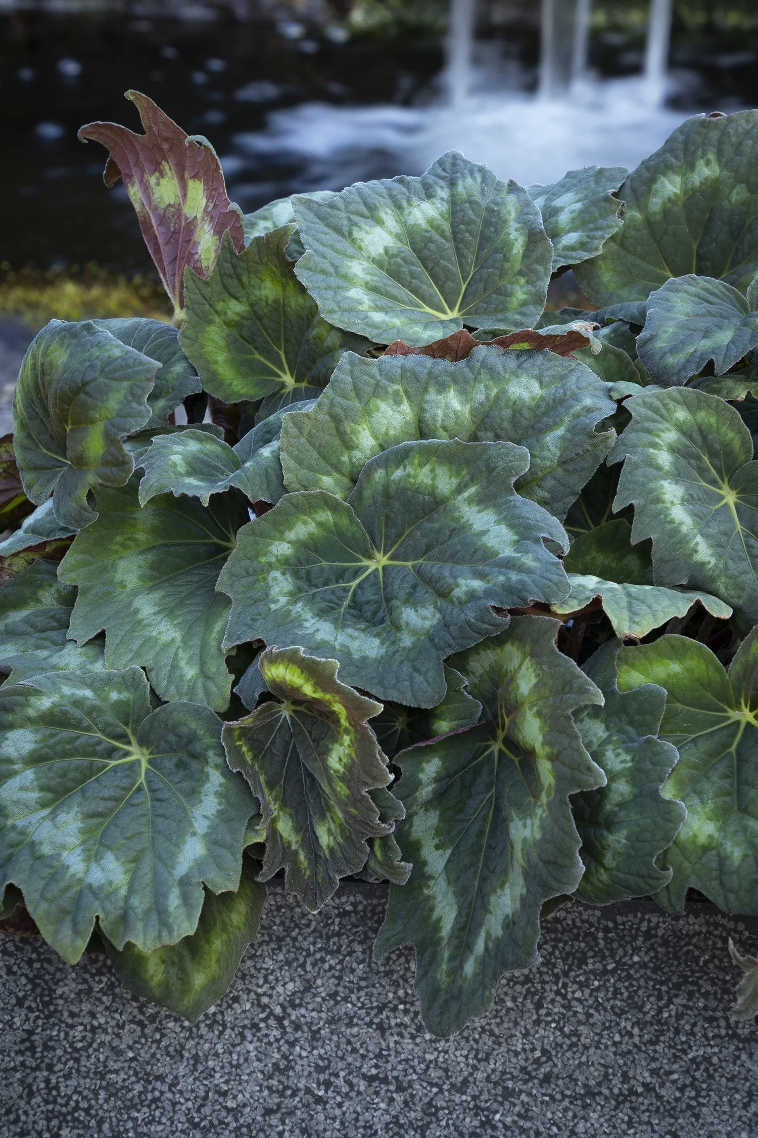 Tectonic® Asteroid Begonia 2 Tectonic® Asteroid Begonia