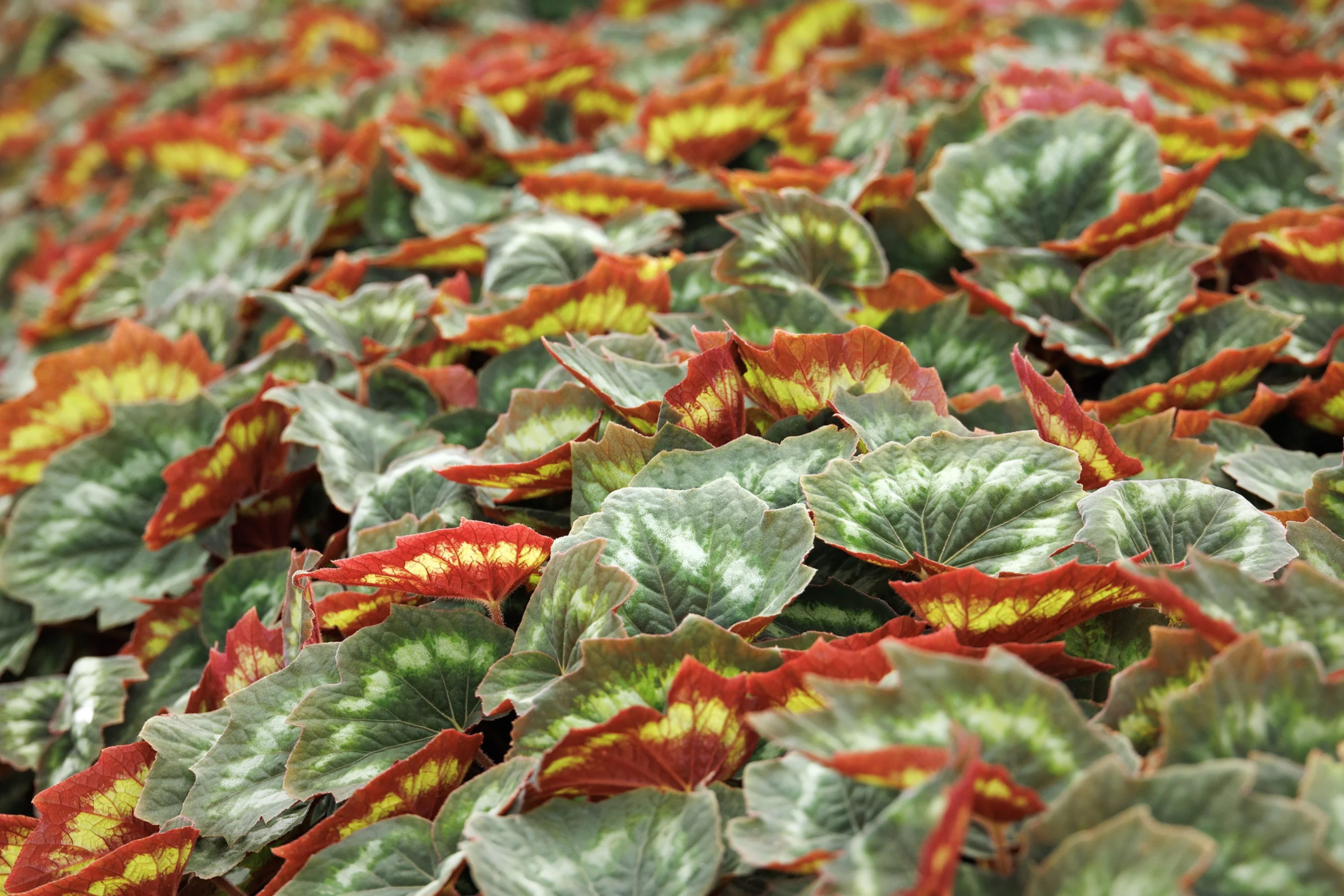 Tectonic® Asteroid Begonia 3 Tectonic® Asteroid Begonia