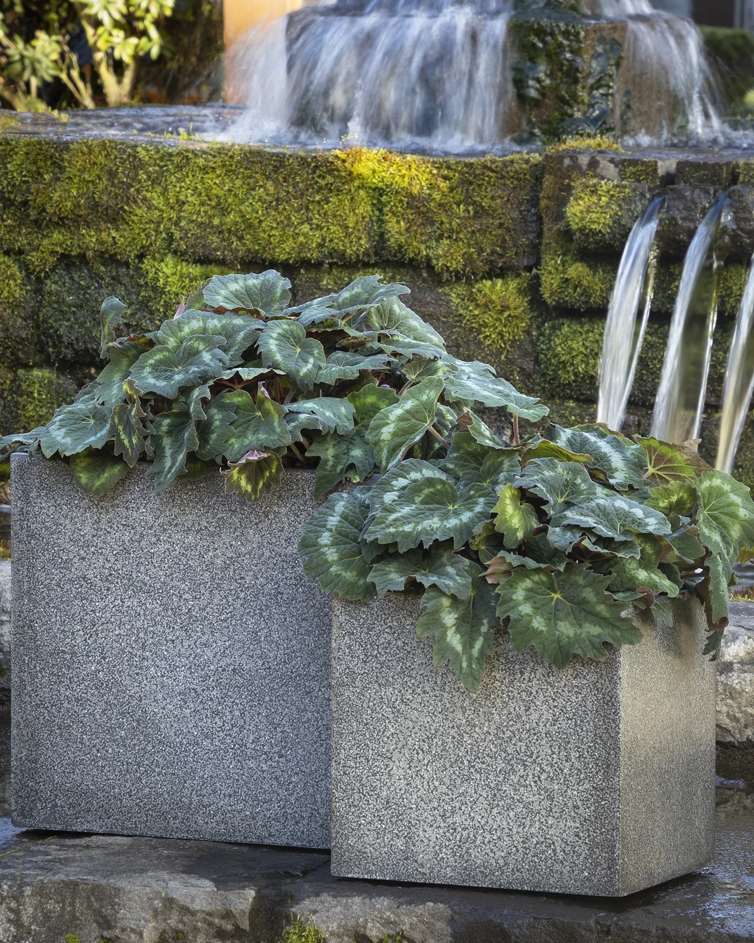 Tectonic® Asteroid Begonia 4 Tectonic® Asteroid Begonia