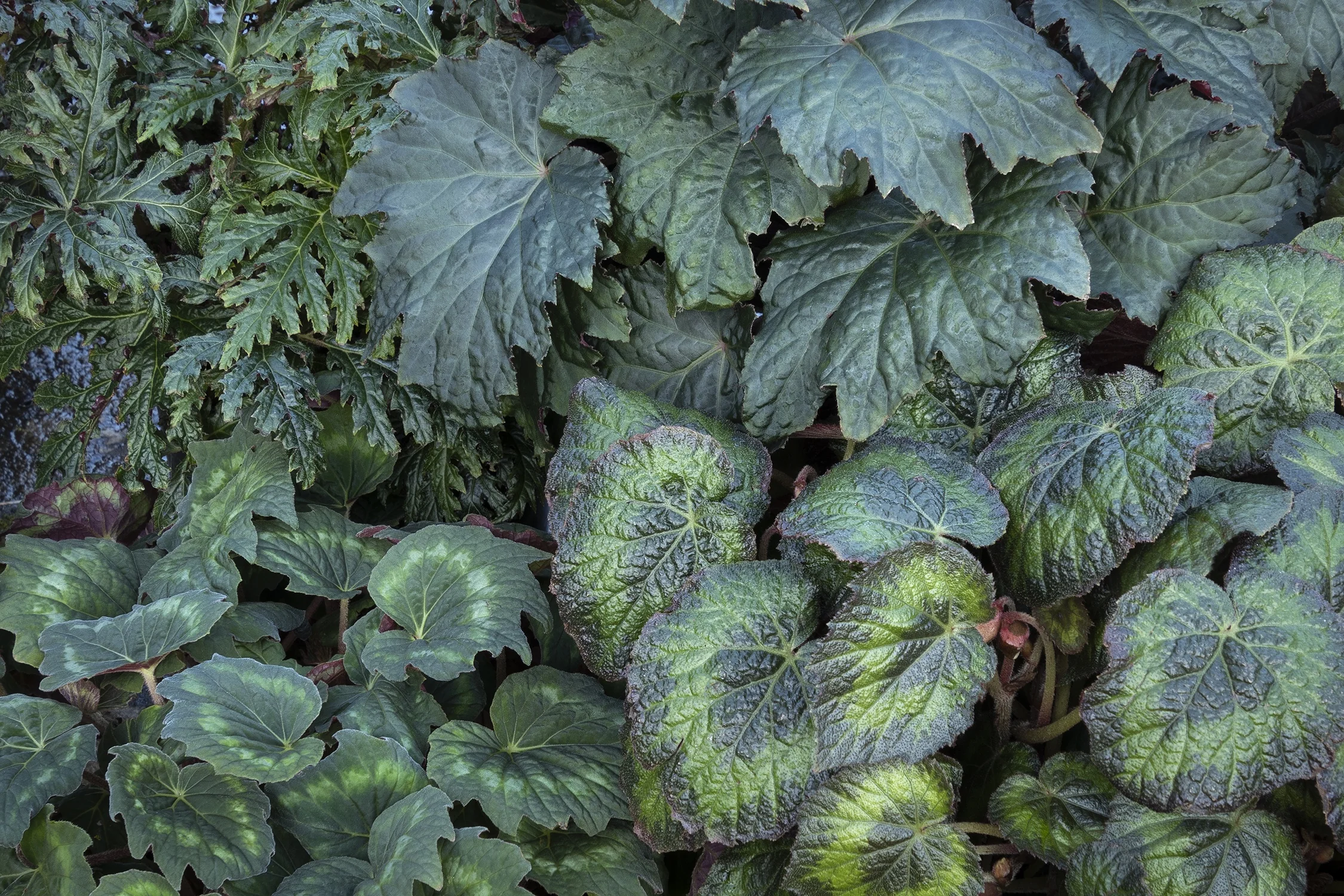 Tectonic® Asteroid Begonia 5 Tectonic® Asteroid Begonia