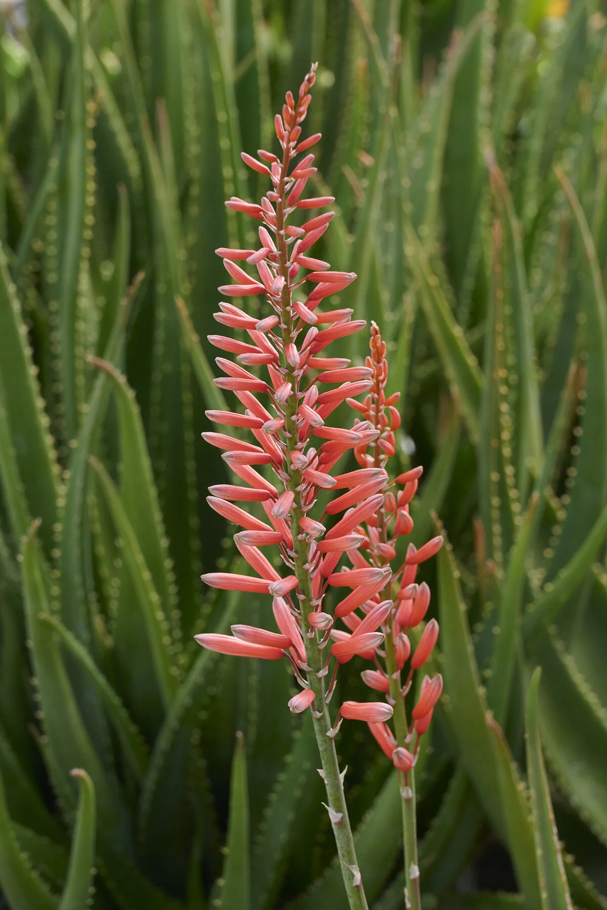 Safari Rose Aloe