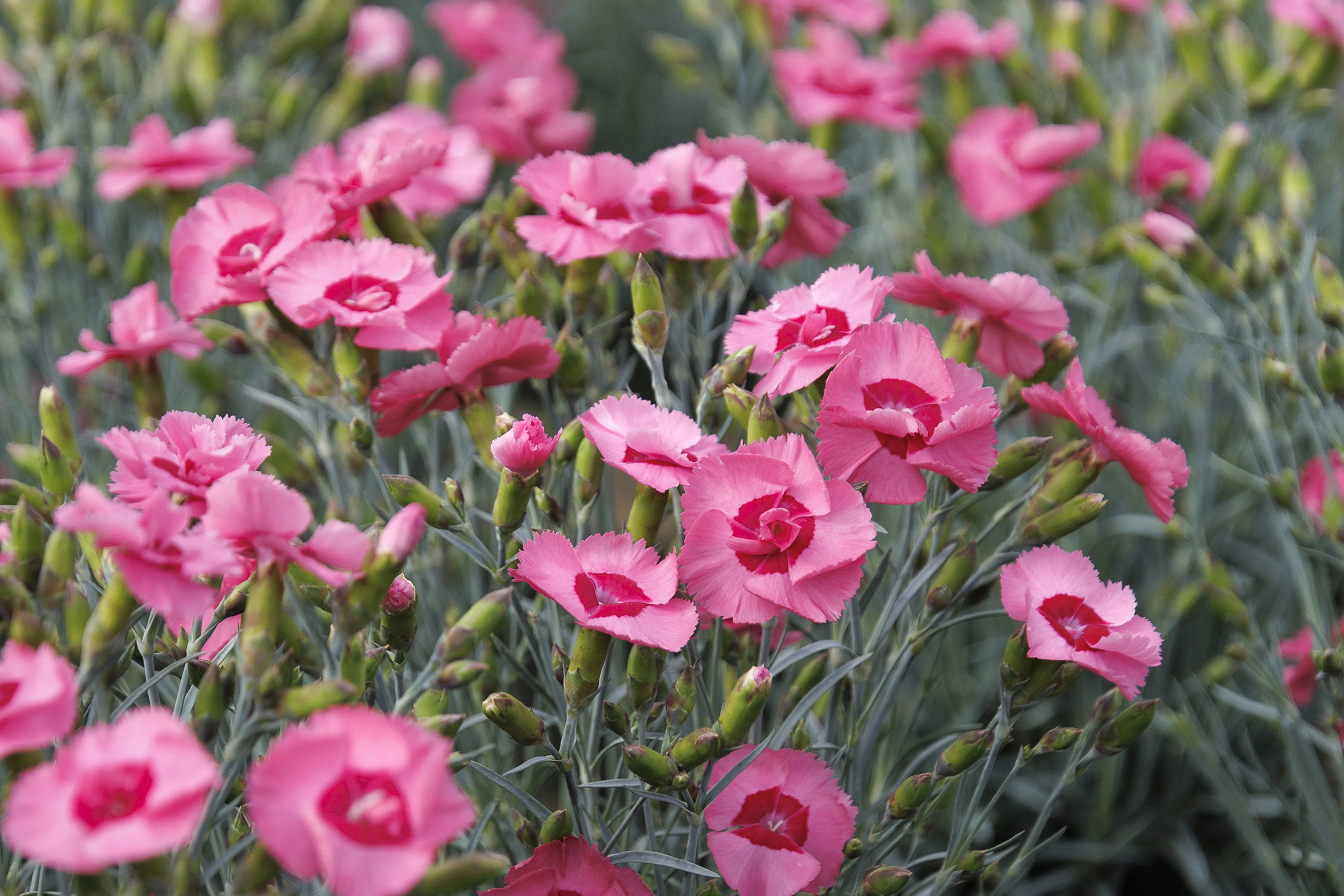 Scent from Heaven™ Angel of Hope Dianthus