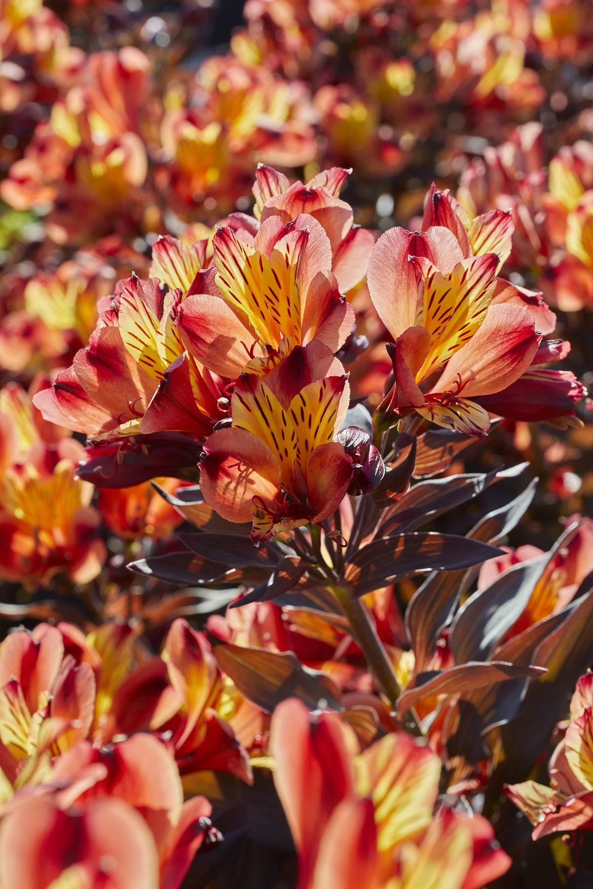 Summer Paradise® Indian Summer Peruvian Lily