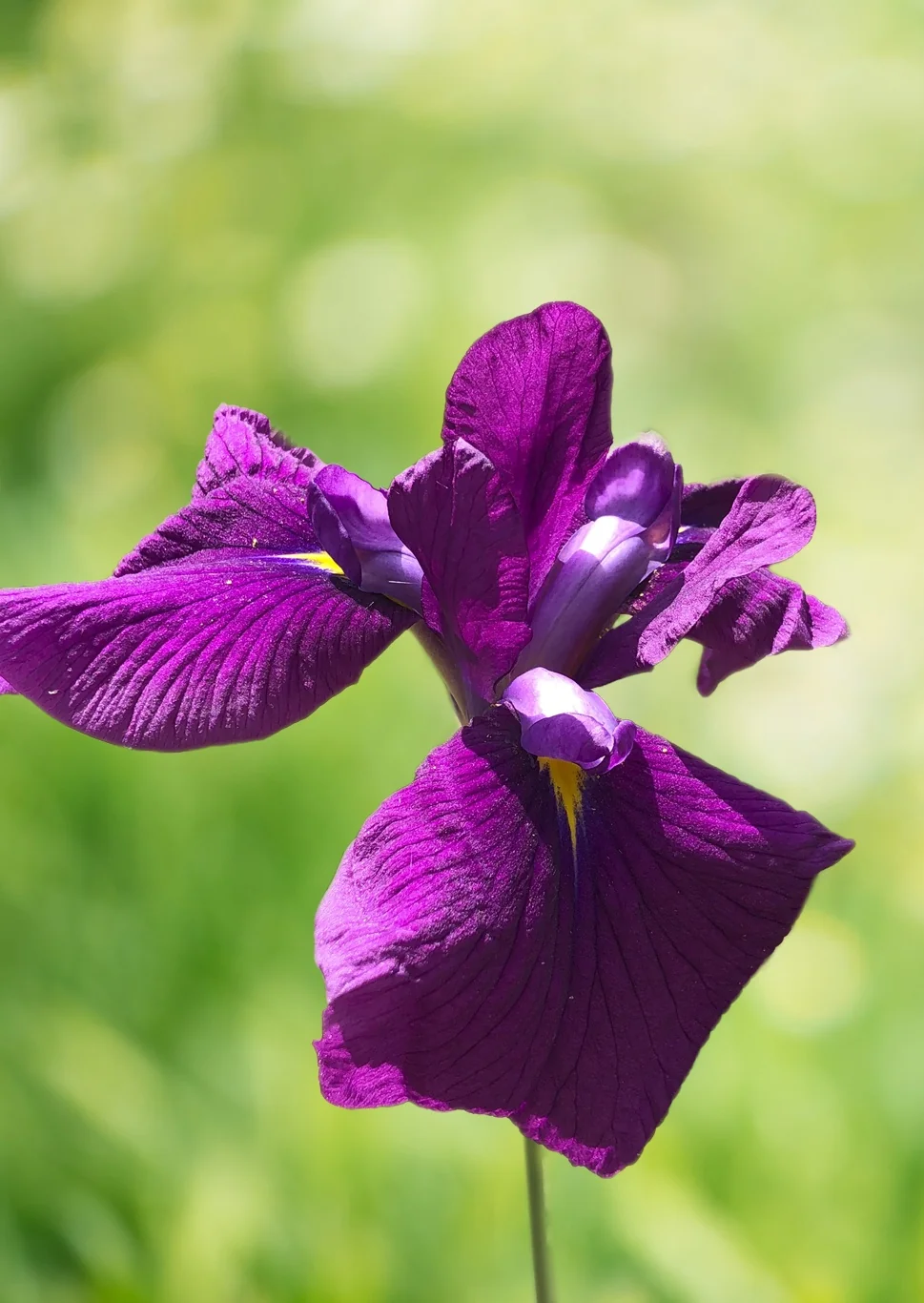 Ruby King Japanese Iris