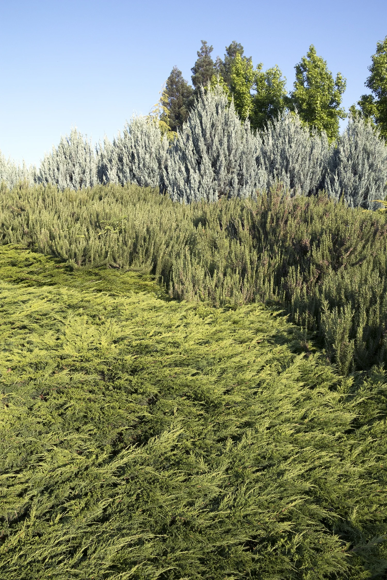 Calgary Carpet® Juniper