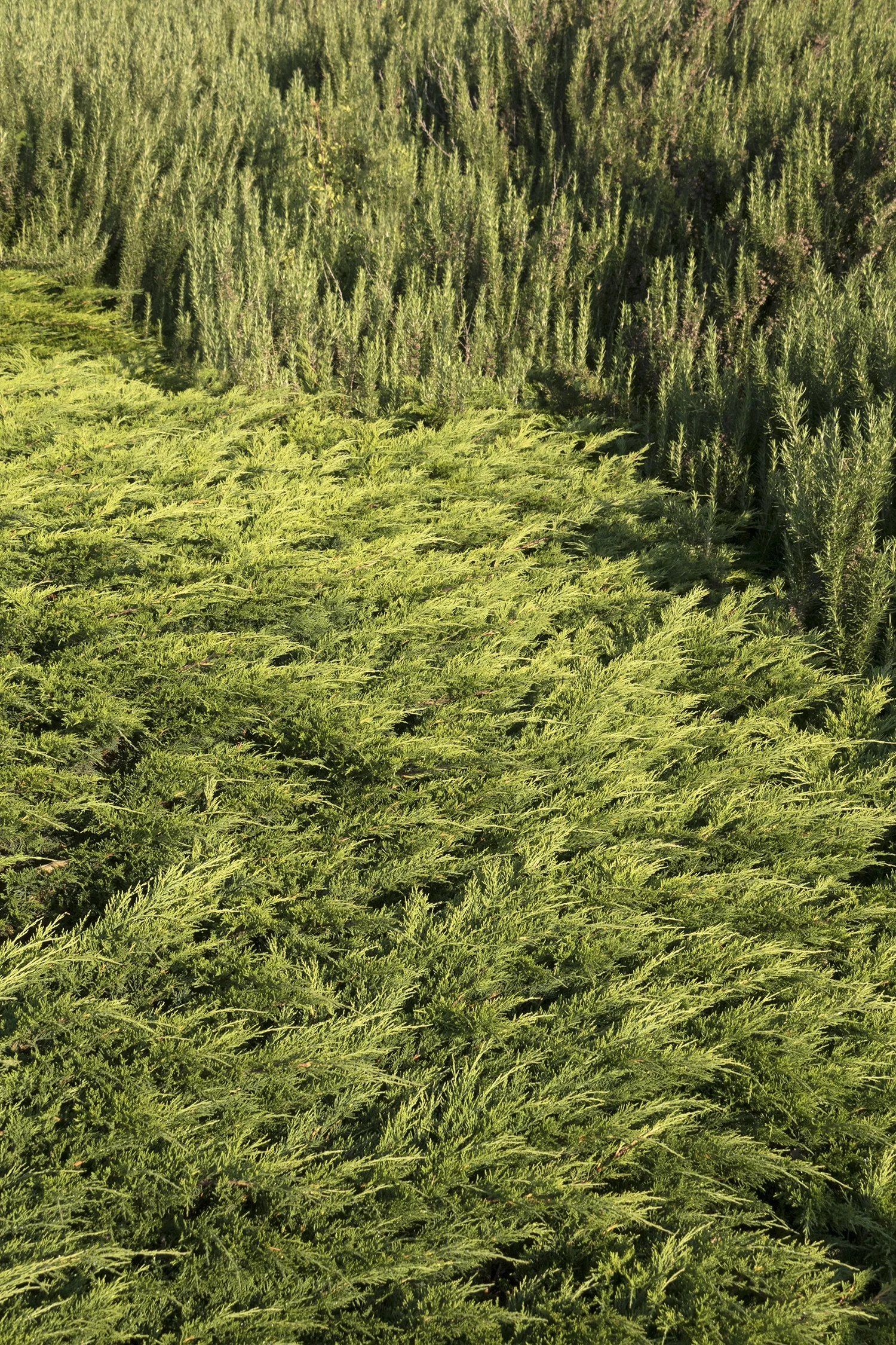 Calgary Carpet® Juniper