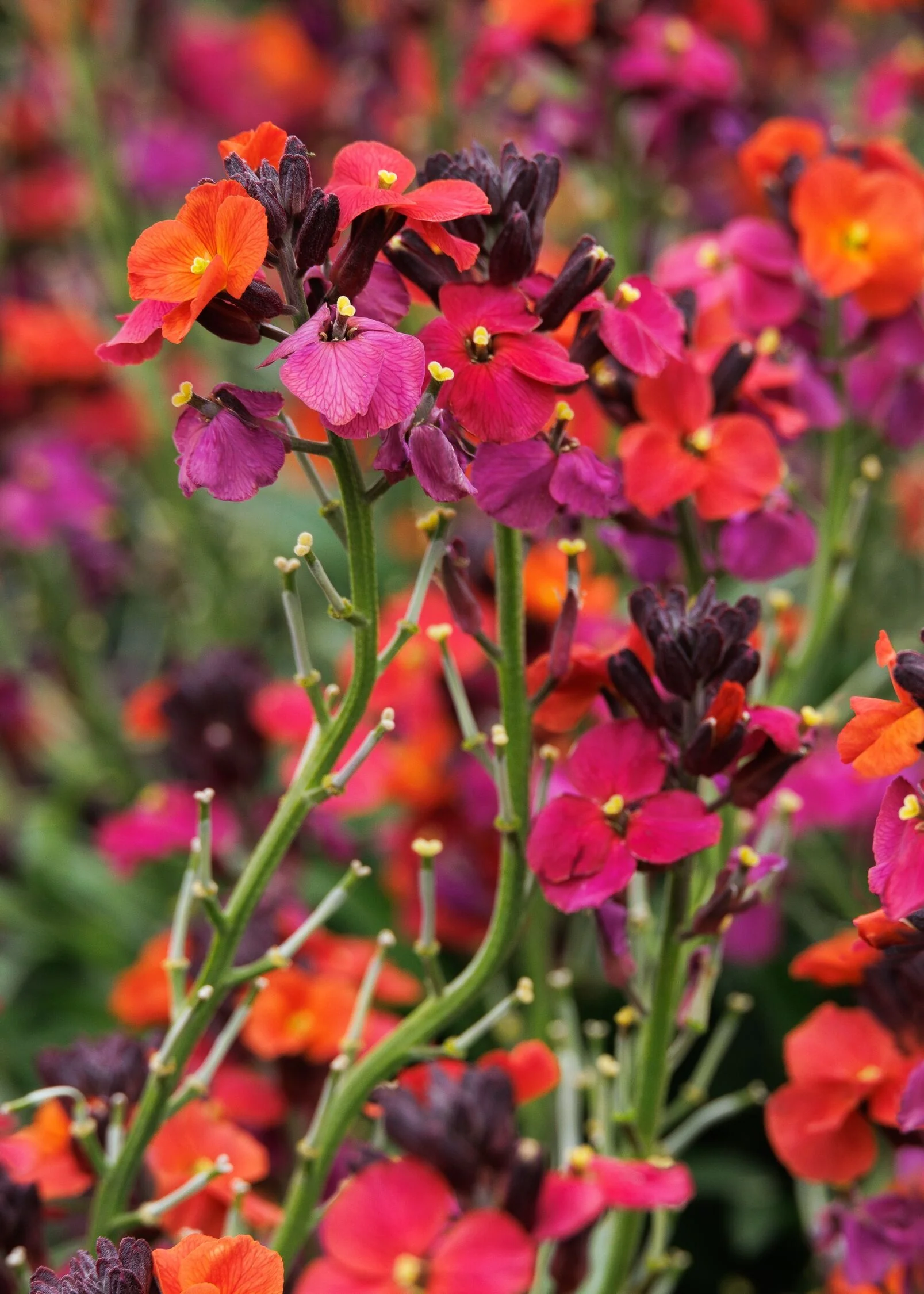 Erysistible™ Magenta Wallflower 5 Erysistible™ Magenta Wallflower