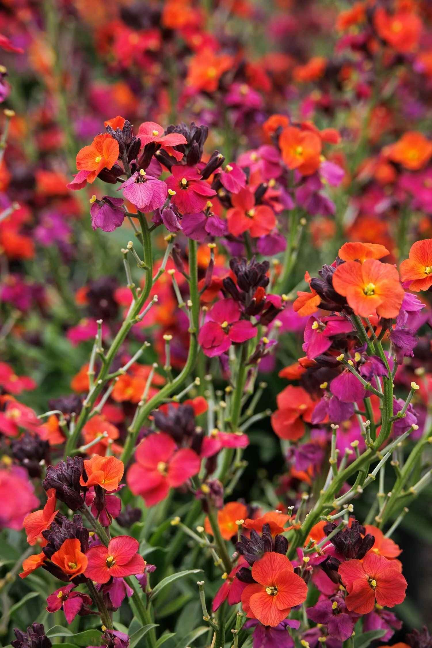 Erysistible™ Magenta Wallflower 2 Erysistible™ Magenta Wallflower