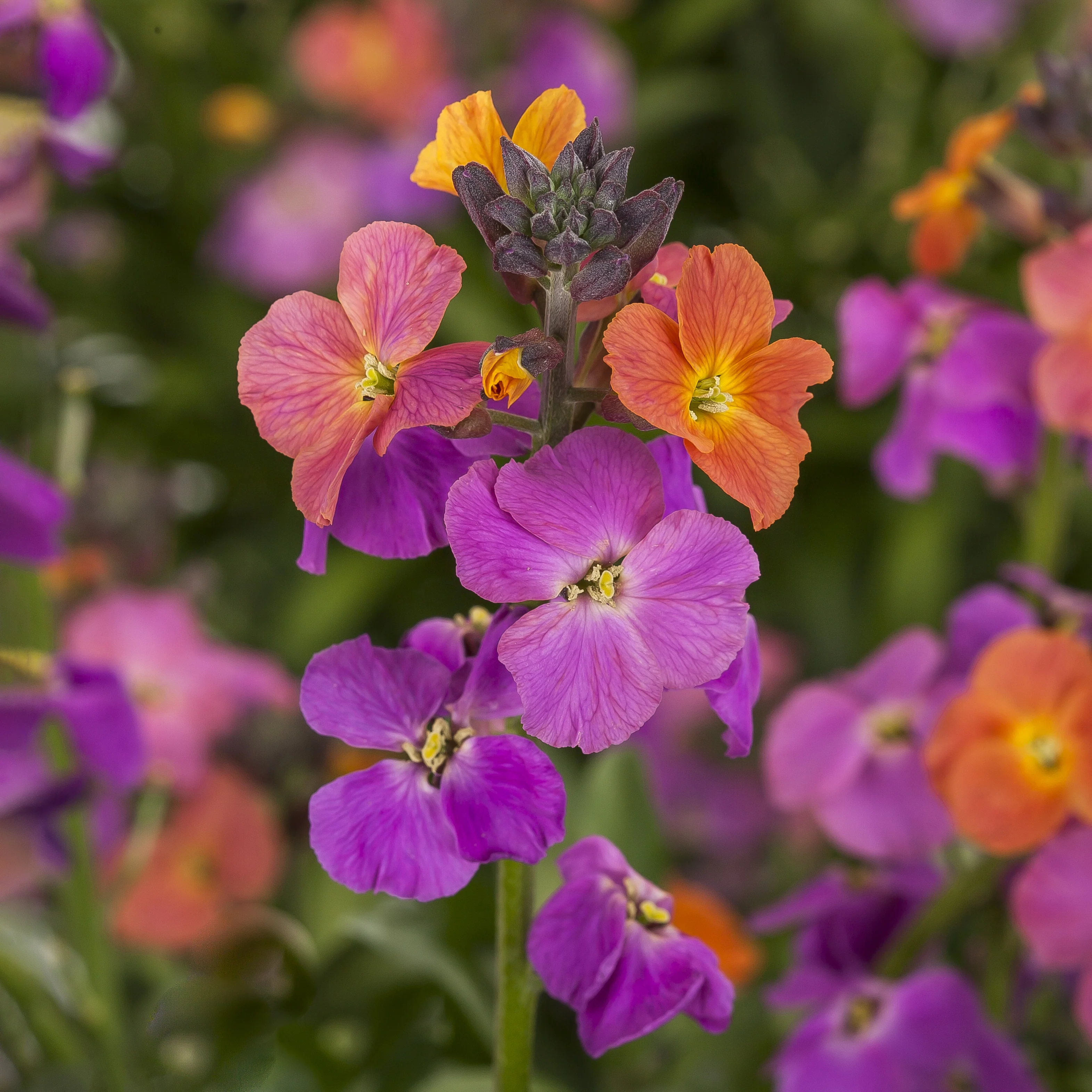 Erysistible™ Magenta Wallflower 3 Erysistible™ Magenta Wallflower