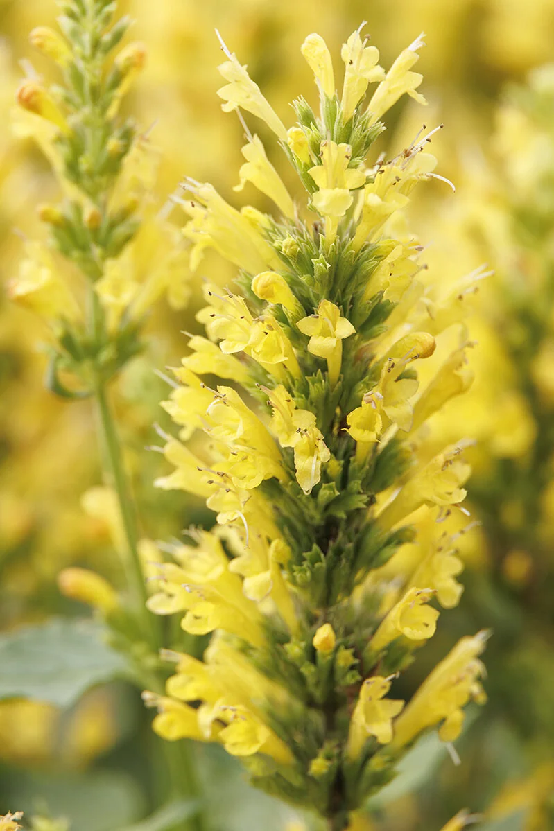 Poquito™ Butter Yellow Dwarf Agastache