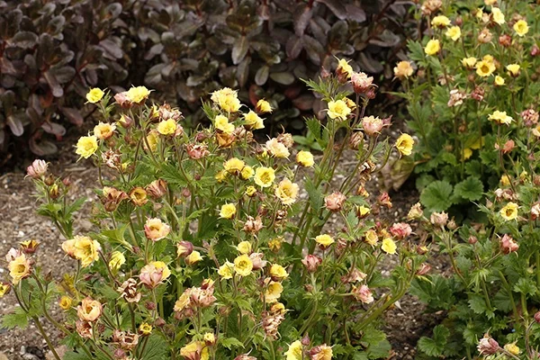 Tempo™ Yellow Avens 1 Tempo™ Yellow Avens