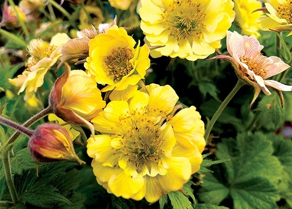 Tempo™ Yellow Avens 2 Tempo™ Yellow Avens