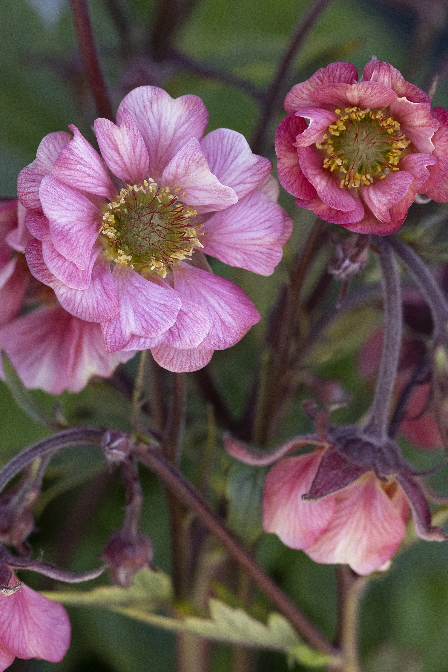 Tempo™ Rose Avens 4 Tempo™ Rose Avens