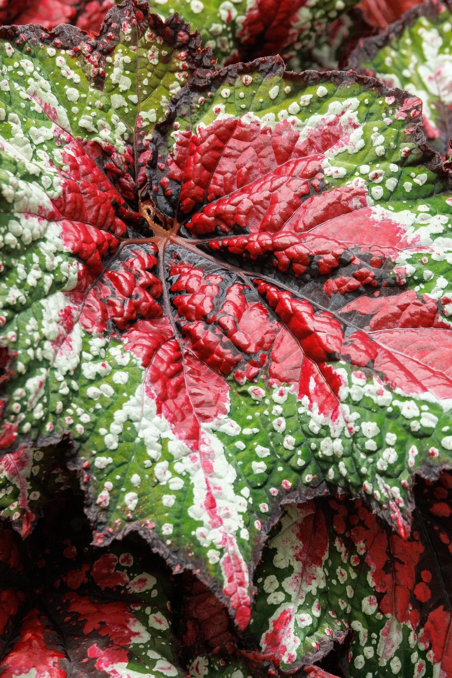 T Rex® St. Nick Rex Begonia