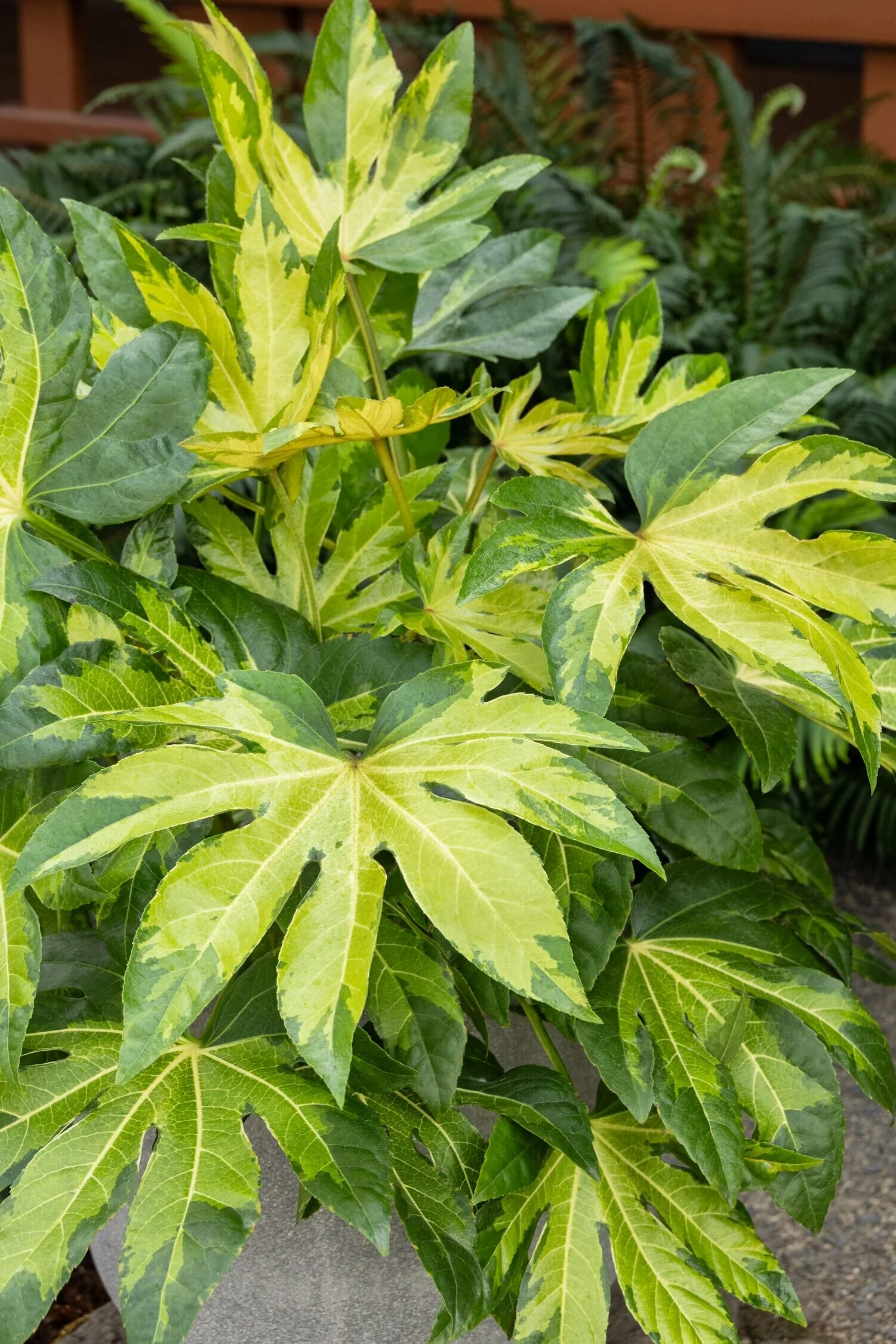 Camouflage® Variegated Japanese Aralia