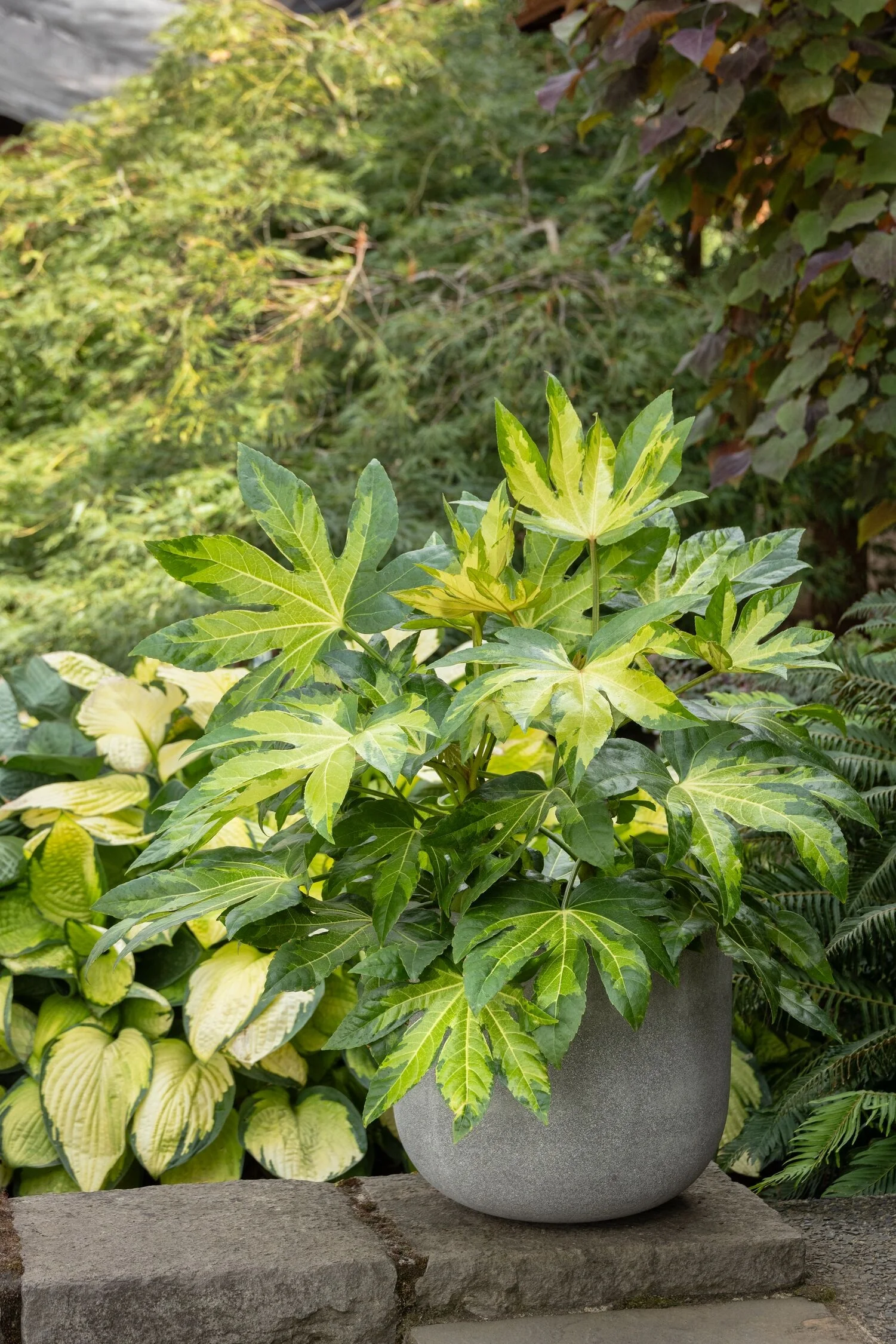 Camouflage® Variegated Japanese Aralia