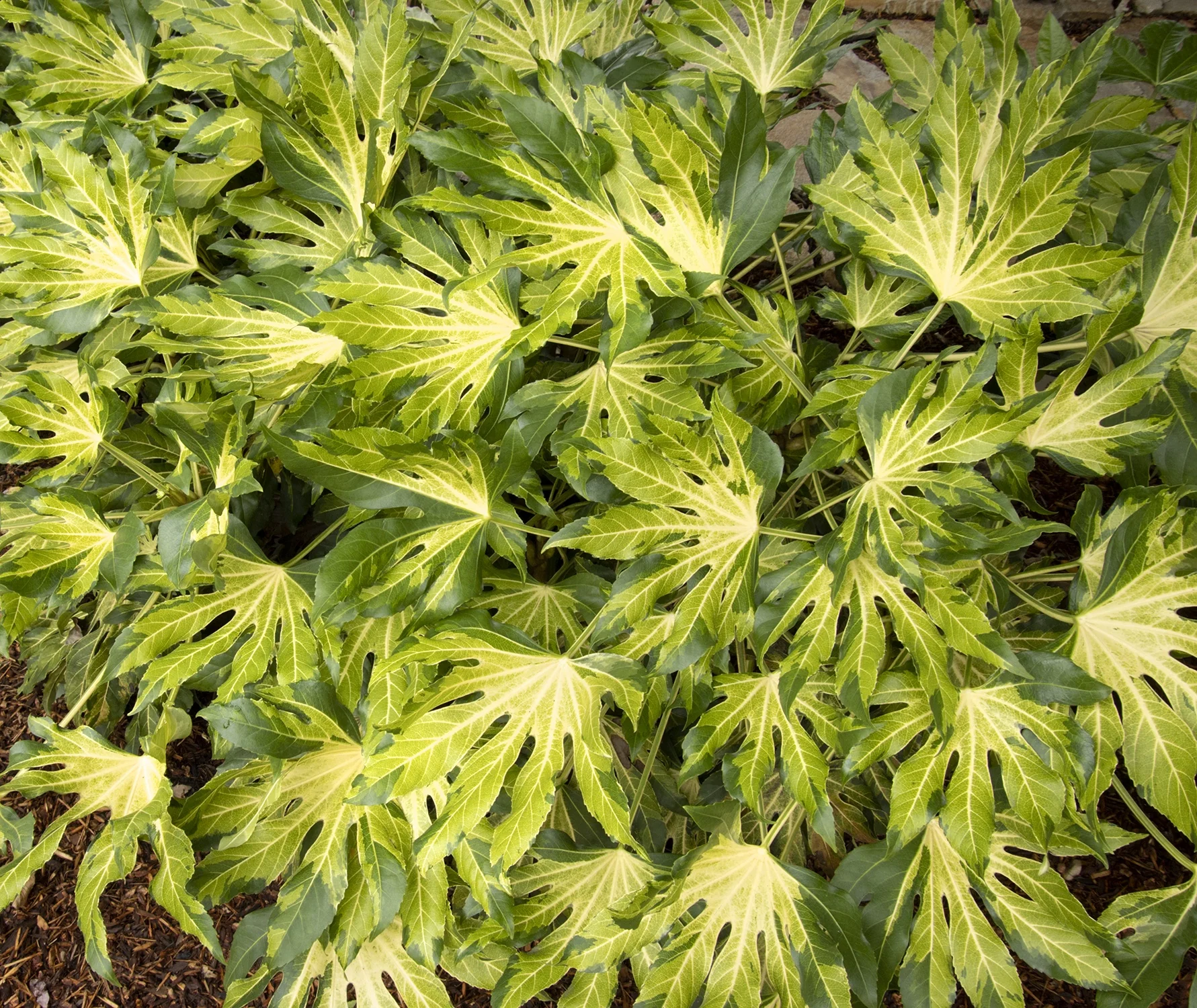 Camouflage® Variegated Japanese Aralia 3 Camouflage® Variegated Japanese Aralia