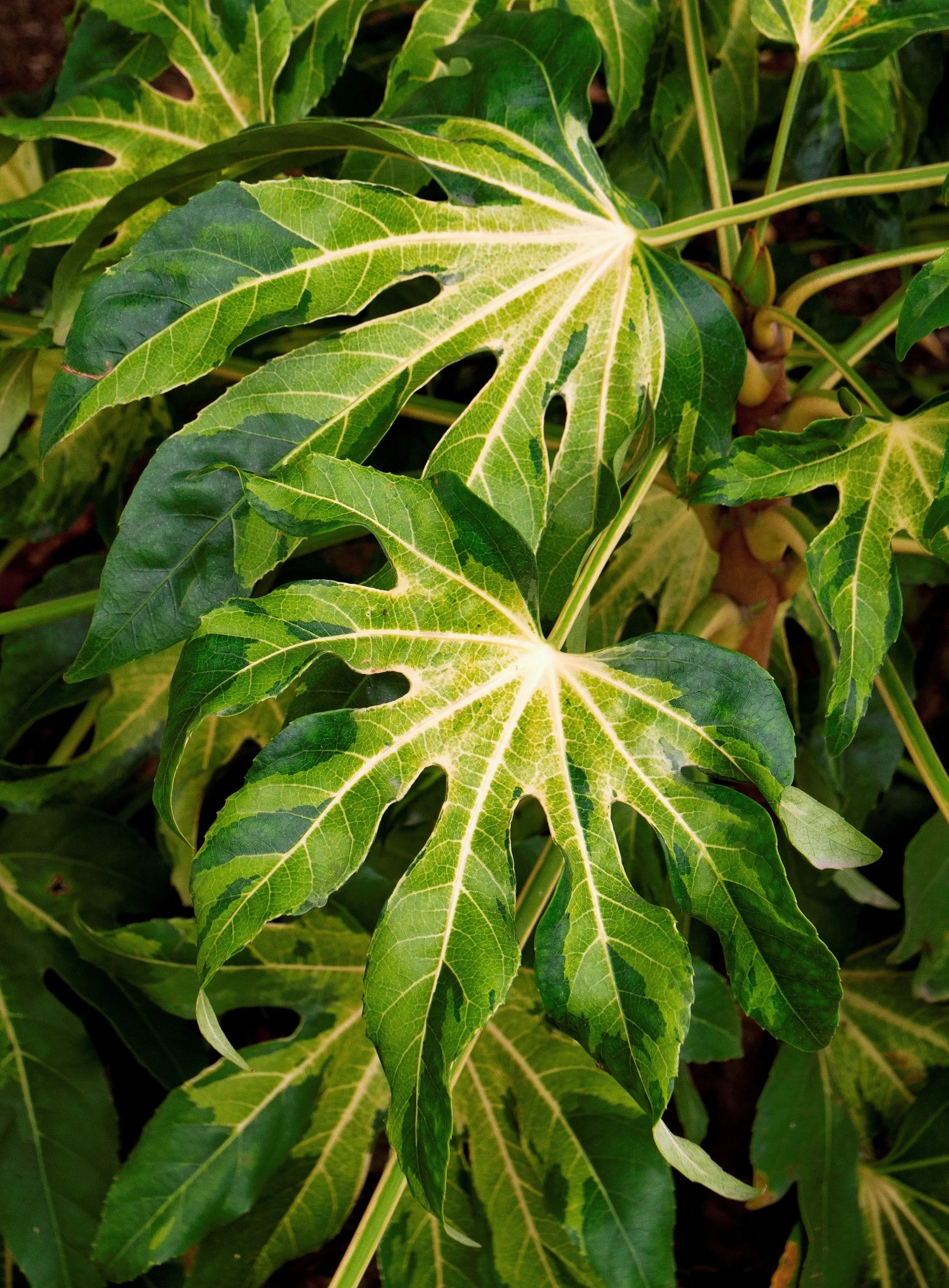 Camouflage® Variegated Japanese Aralia 4 Camouflage® Variegated Japanese Aralia