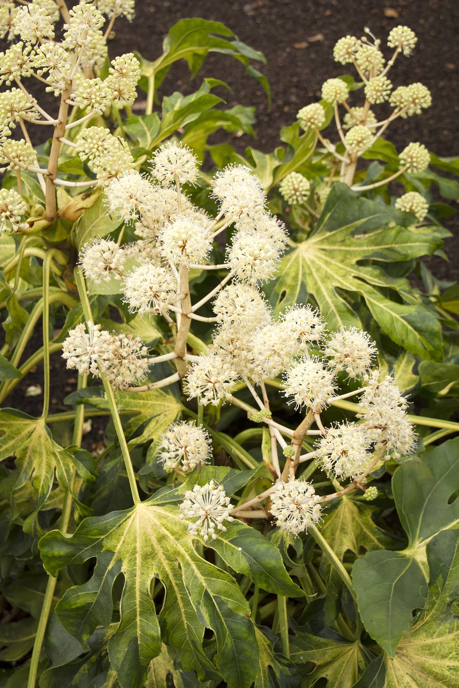 Camouflage® Variegated Japanese Aralia 5 Camouflage® Variegated Japanese Aralia