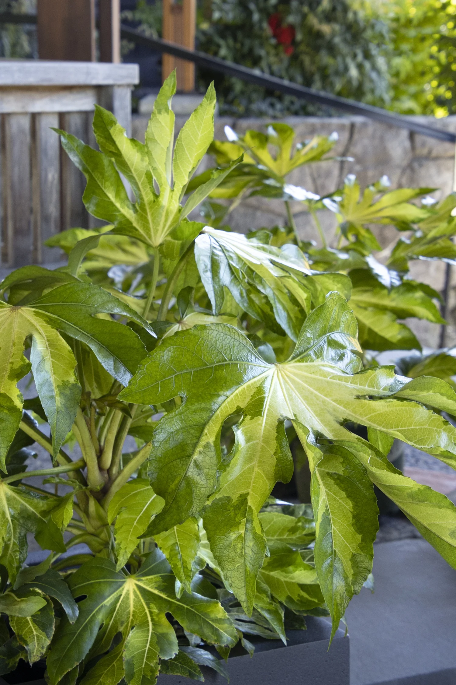 Camouflage® Variegated Japanese Aralia 6 Camouflage® Variegated Japanese Aralia
