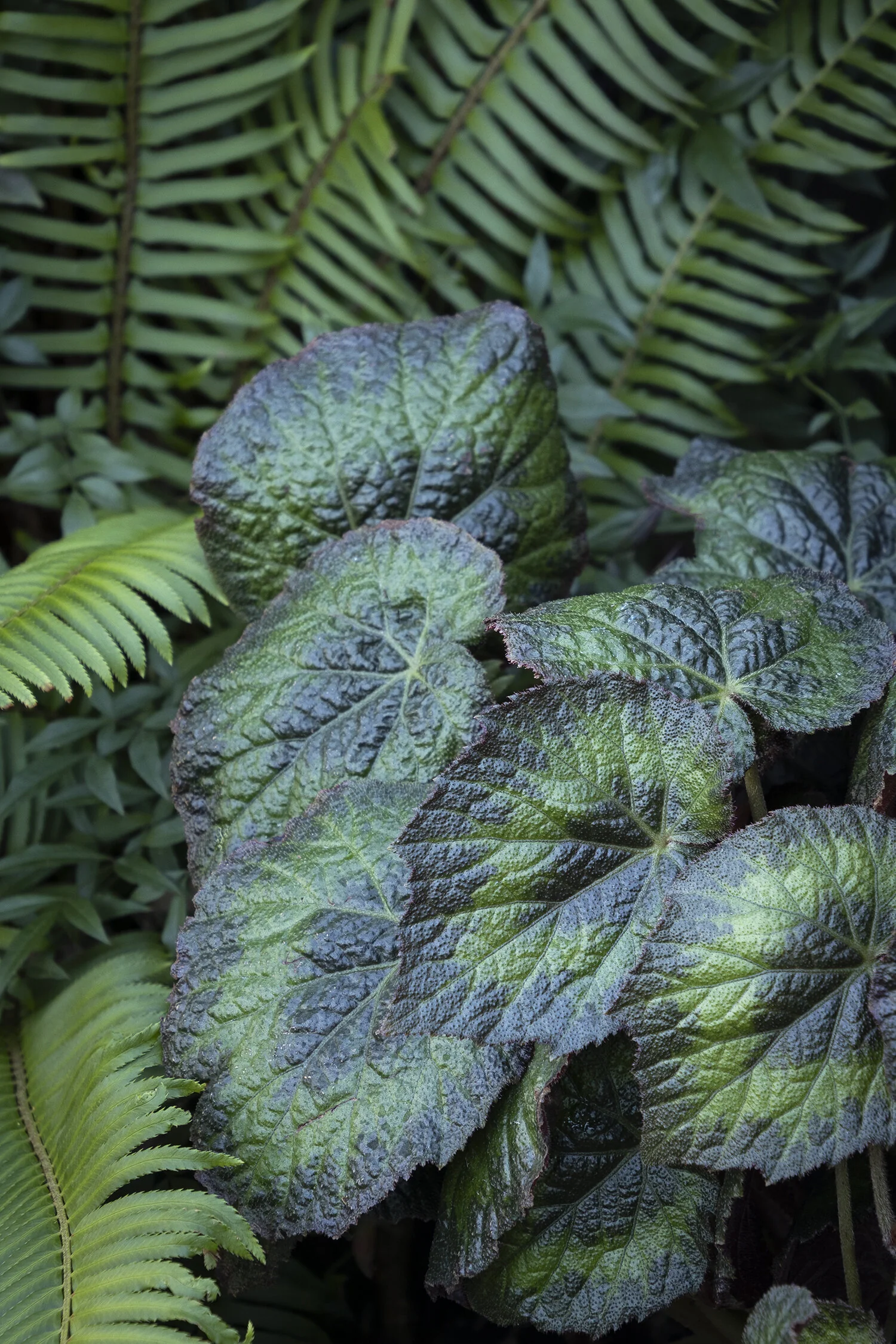 Tectonic® Pangea Begonia