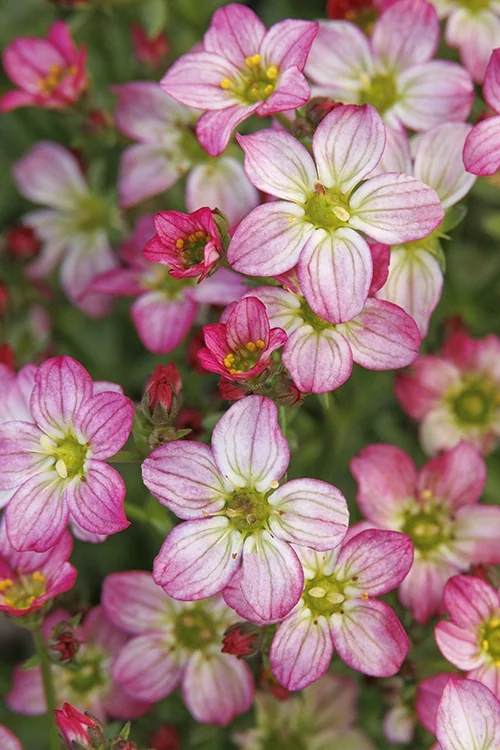 Touran™ Pink Saxifrage