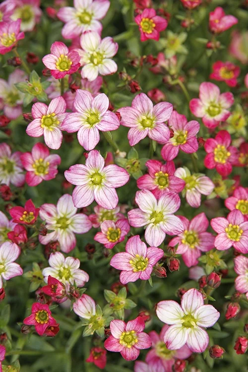Touran™ Pink Saxifrage 2 Touran™ Pink Saxifrage