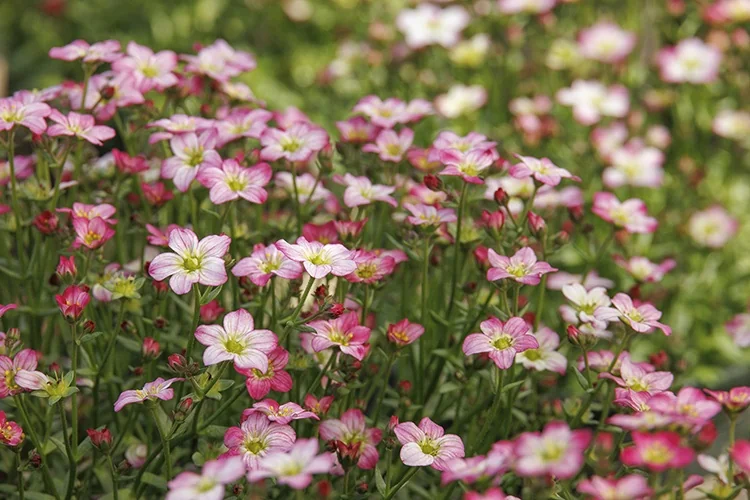 Touran™ Pink Saxifrage 3 Touran™ Pink Saxifrage