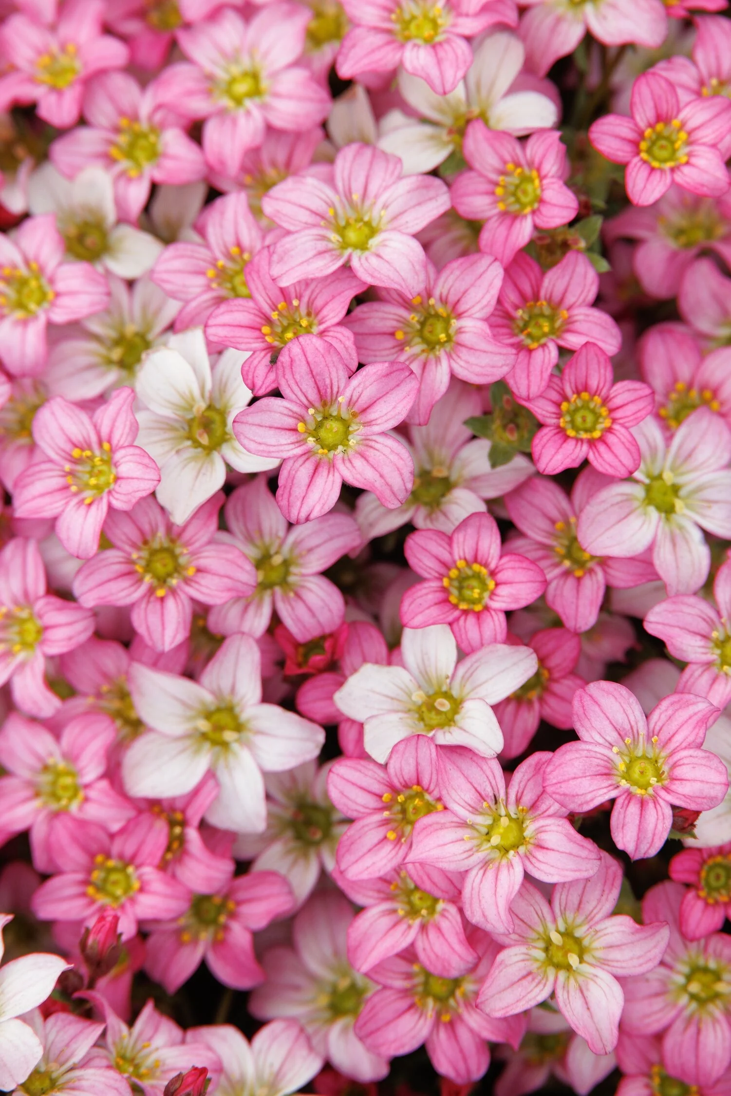 Touran™ Pink Saxifrage 4 Touran™ Pink Saxifrage